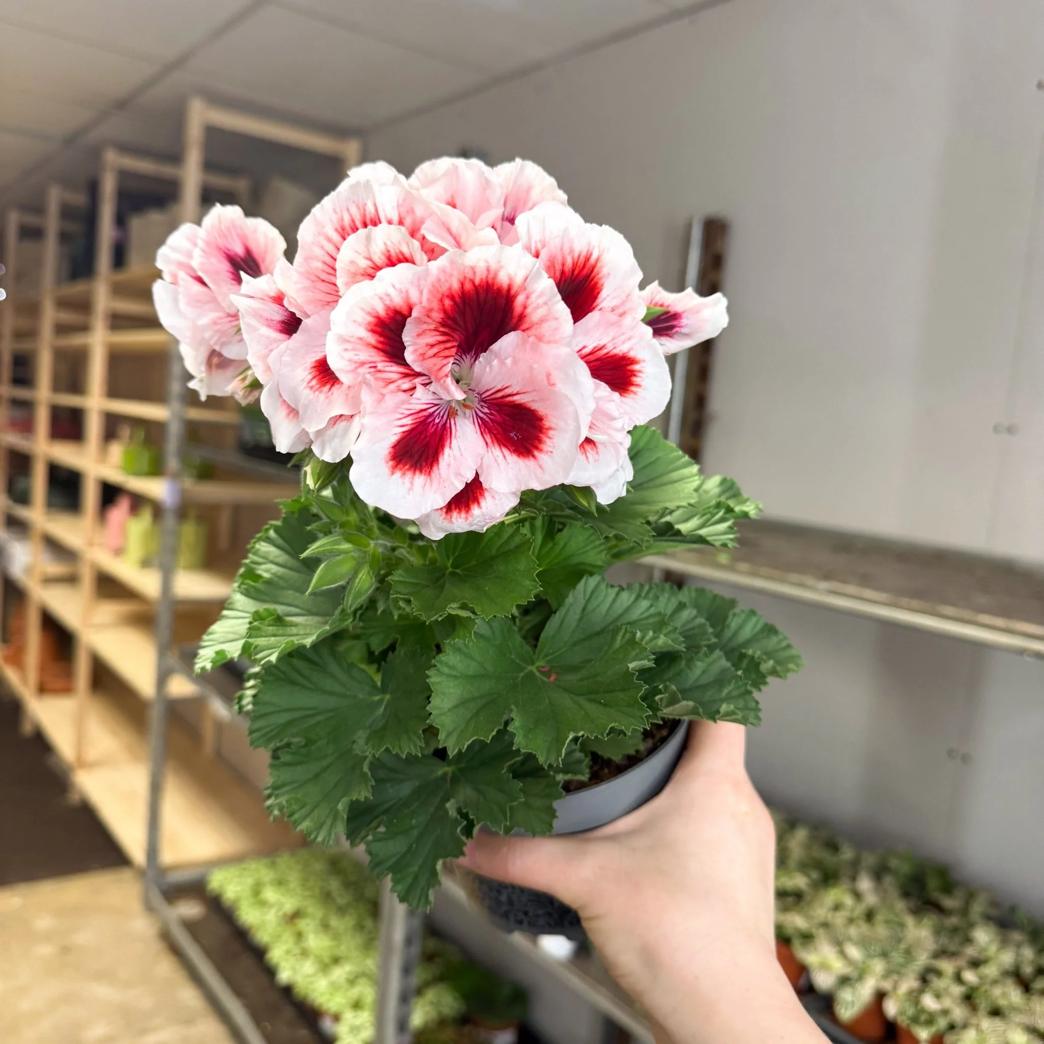 Regal Pelargonium ‘Bella Donna’ – White & Coral Flame - Image 9