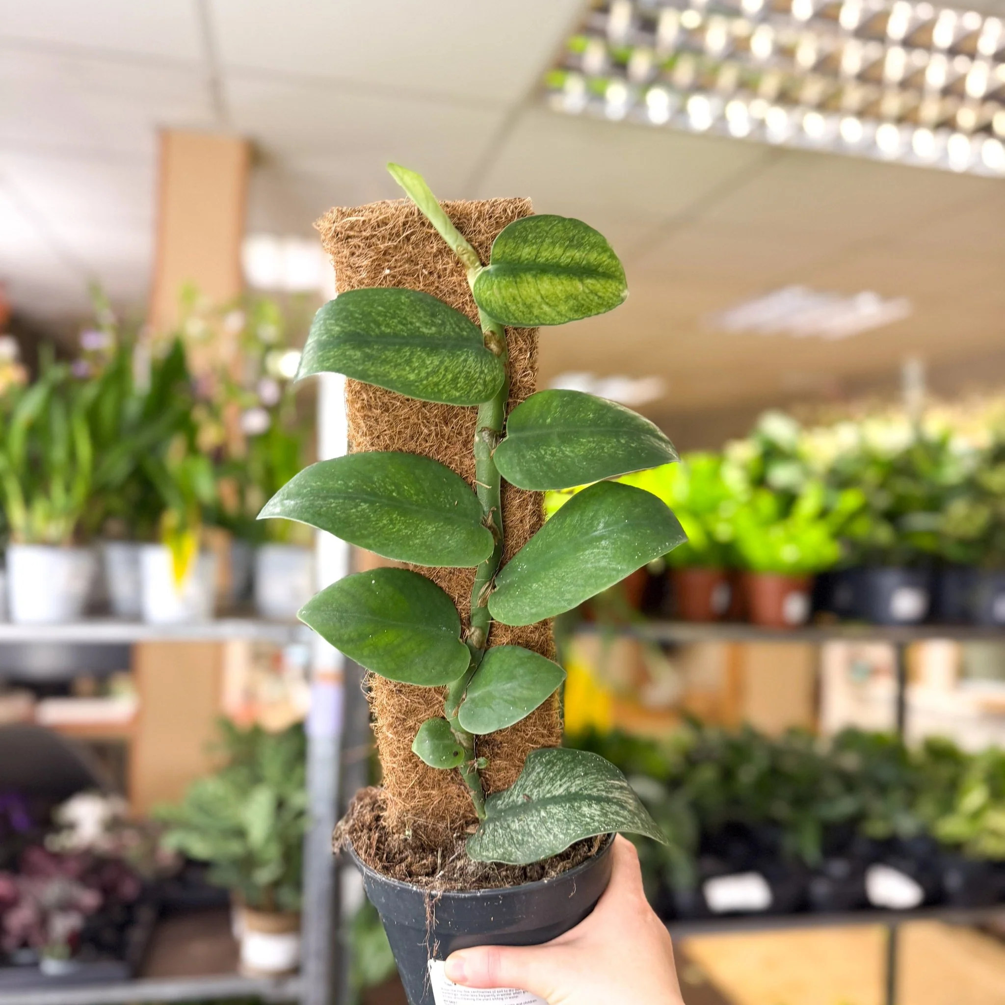 Rhaphidophora hongkongensis ‘Variegata’ - Shingle Plant - Image 3