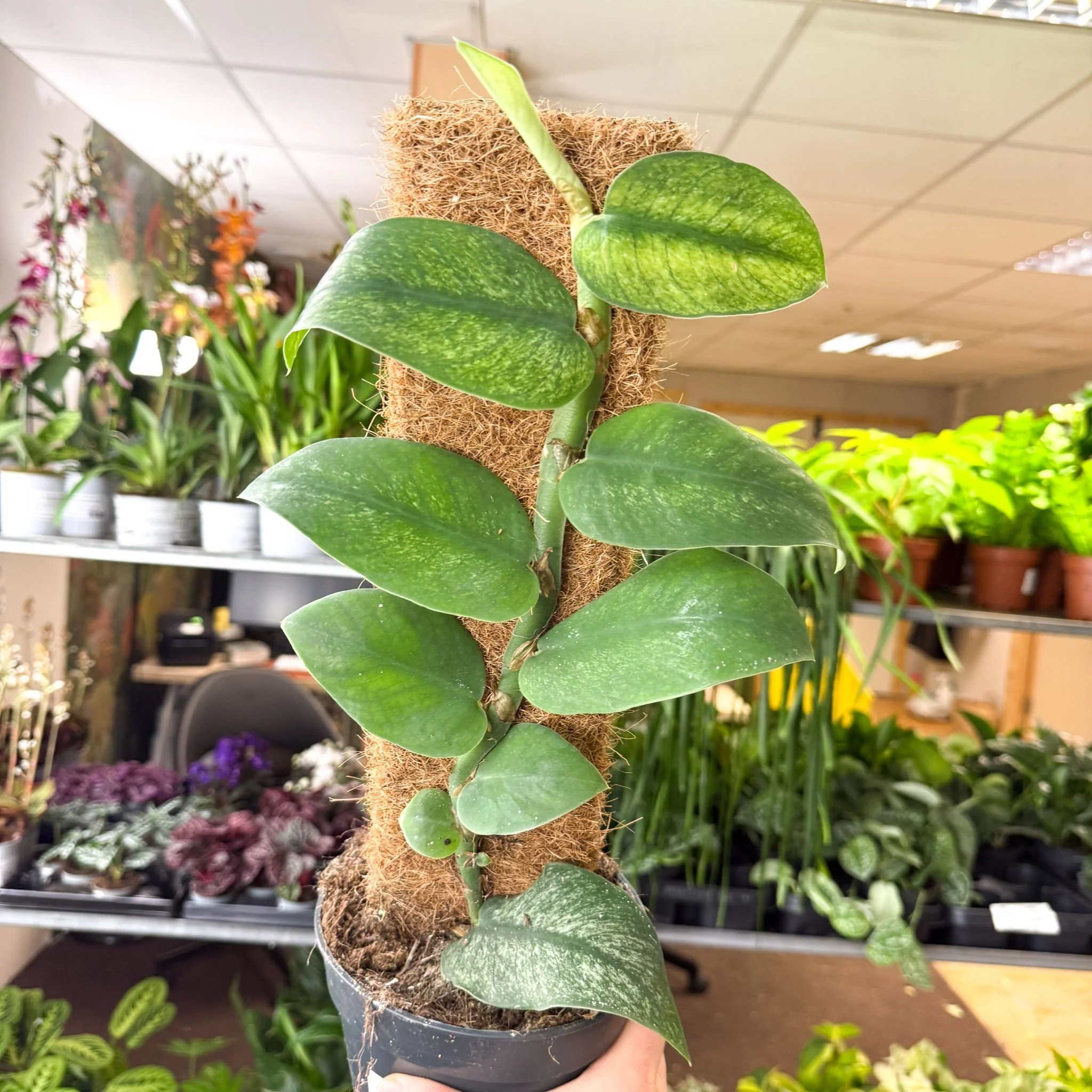 Rhaphidophora hongkongensis ‘Variegata’ - Shingle Plant - Image 4