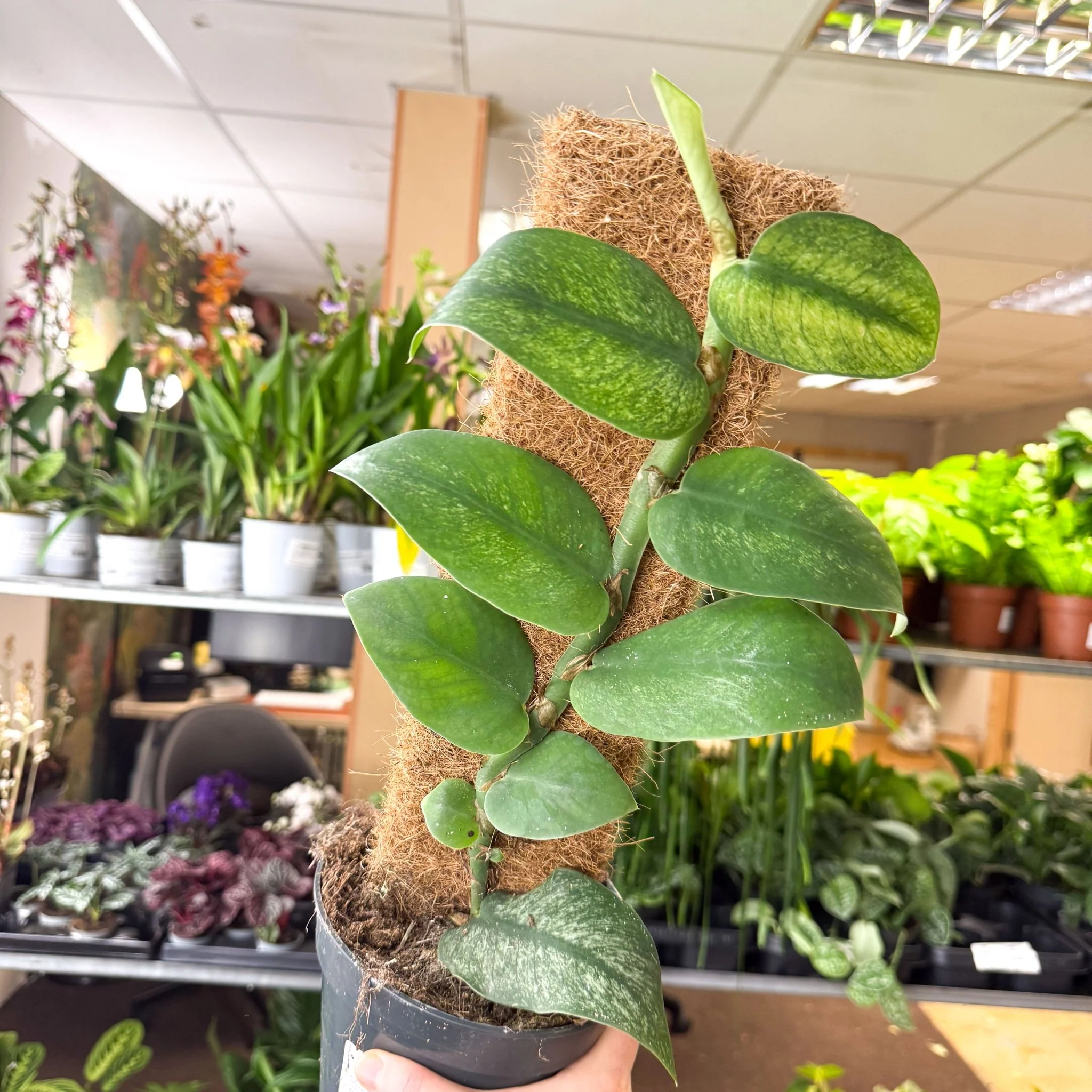 Rhaphidophora hongkongensis ‘Variegata’ - Shingle Plant - Image 5