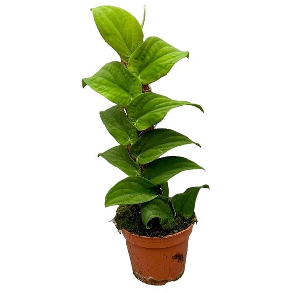 Rhaphidophora korthalsii - Image 2