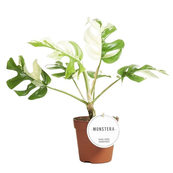 Rhaphidophora tetrasperma 'Variegata' - Monstera Minima - Image 2