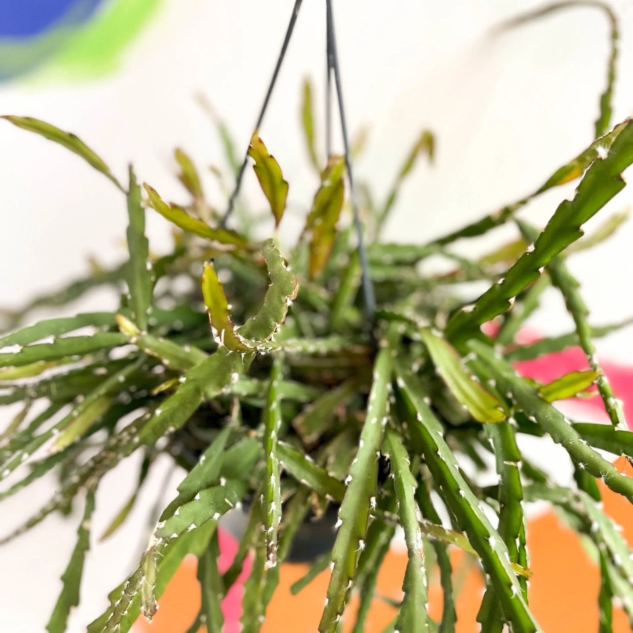 Rhipsalis cruciformis - Image 4