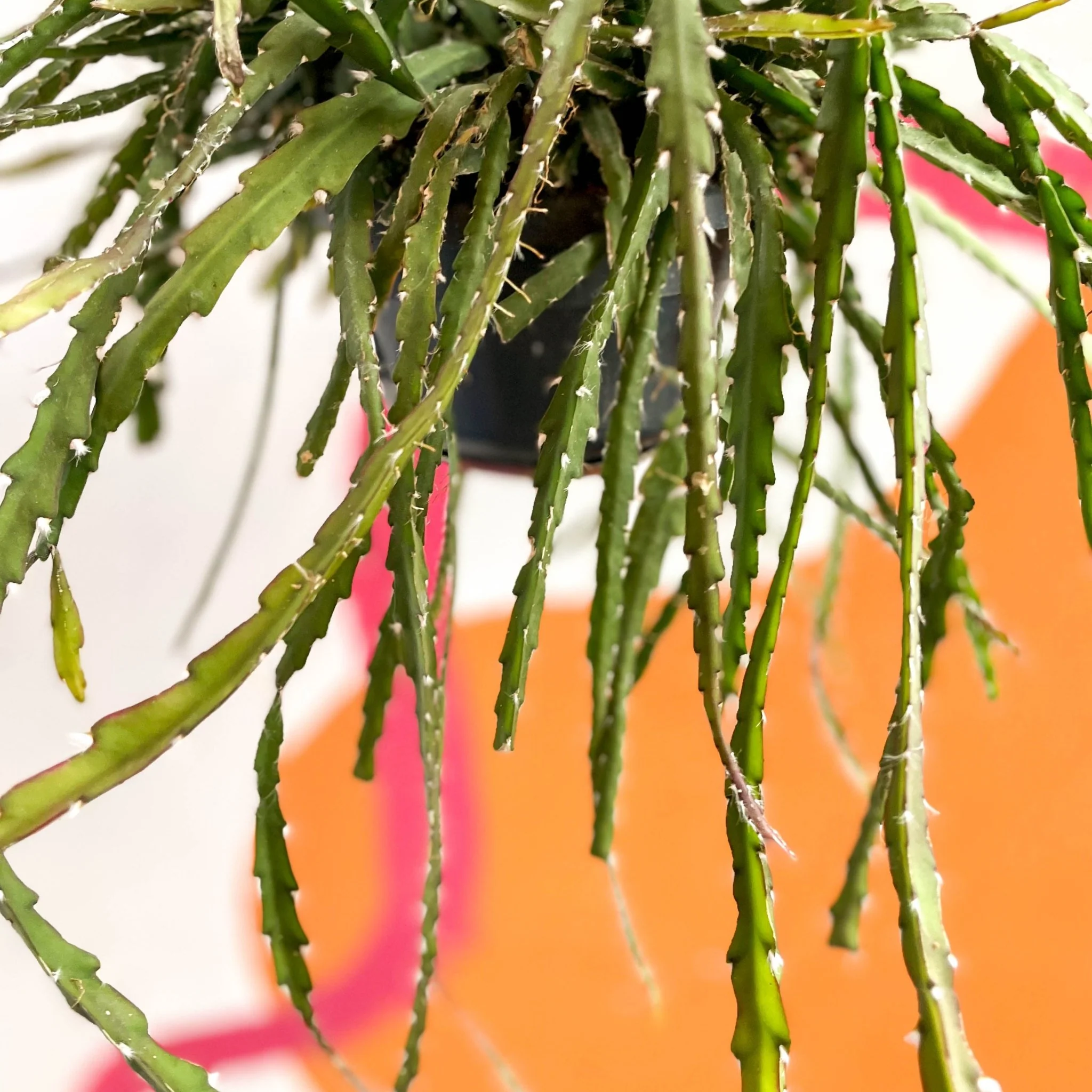 Rhipsalis cruciformis - Image 5
