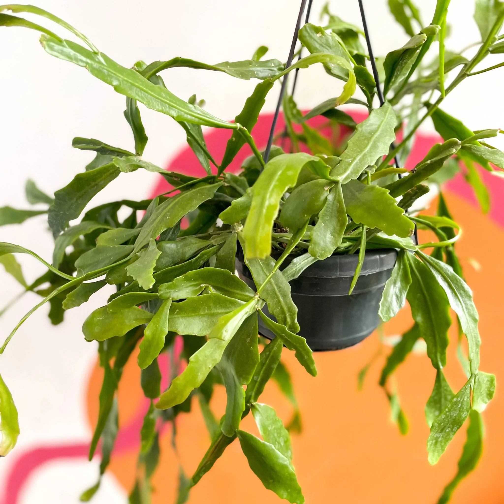 Rhipsalis rauhiorum - Image 2
