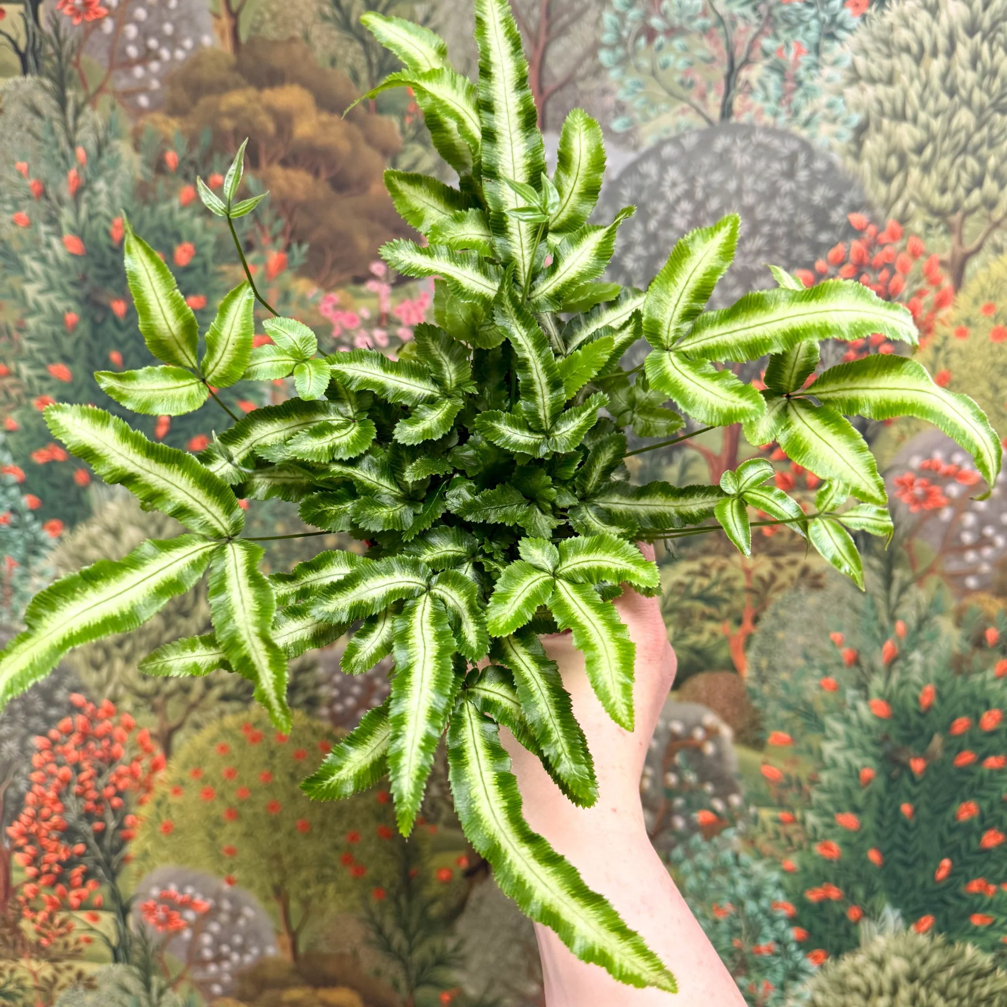 Pteris cretica 'Albolineata' - Ribbon Fern