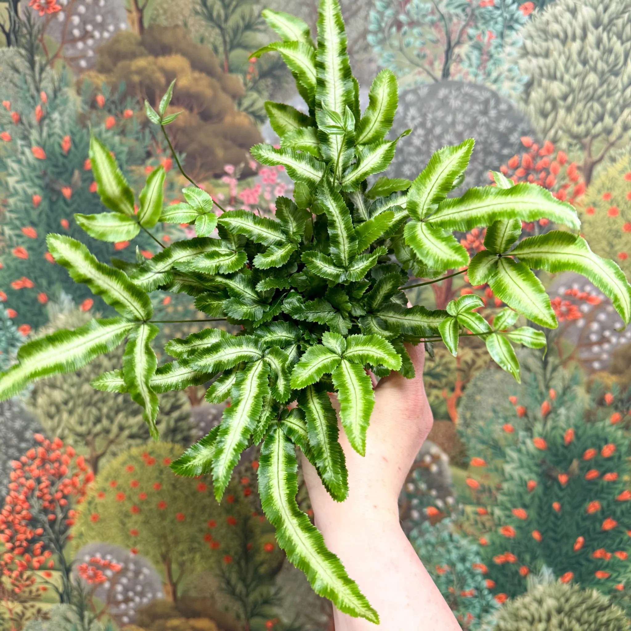 Pteris cretica 'Albolineata' - Ribbon Fern - Image 10