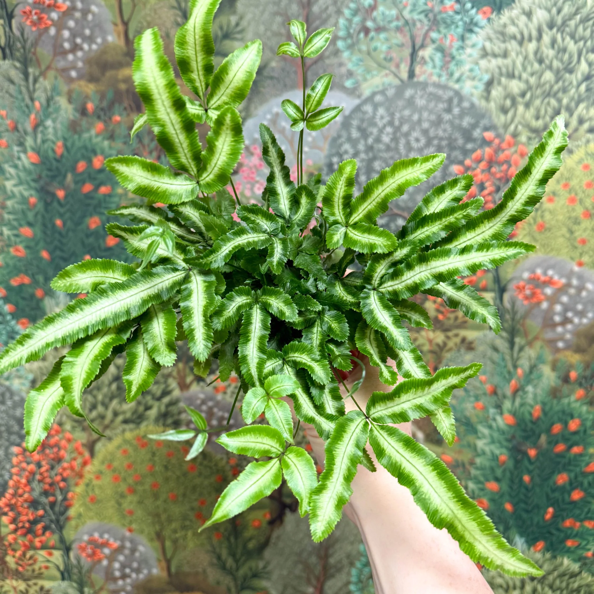 Pteris cretica 'Albolineata' - Ribbon Fern - Image 11