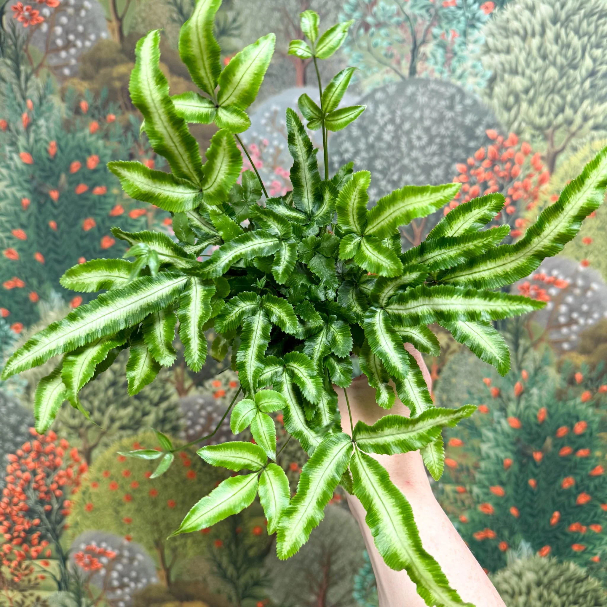Pteris cretica 'Albolineata' - Ribbon Fern - Image 12