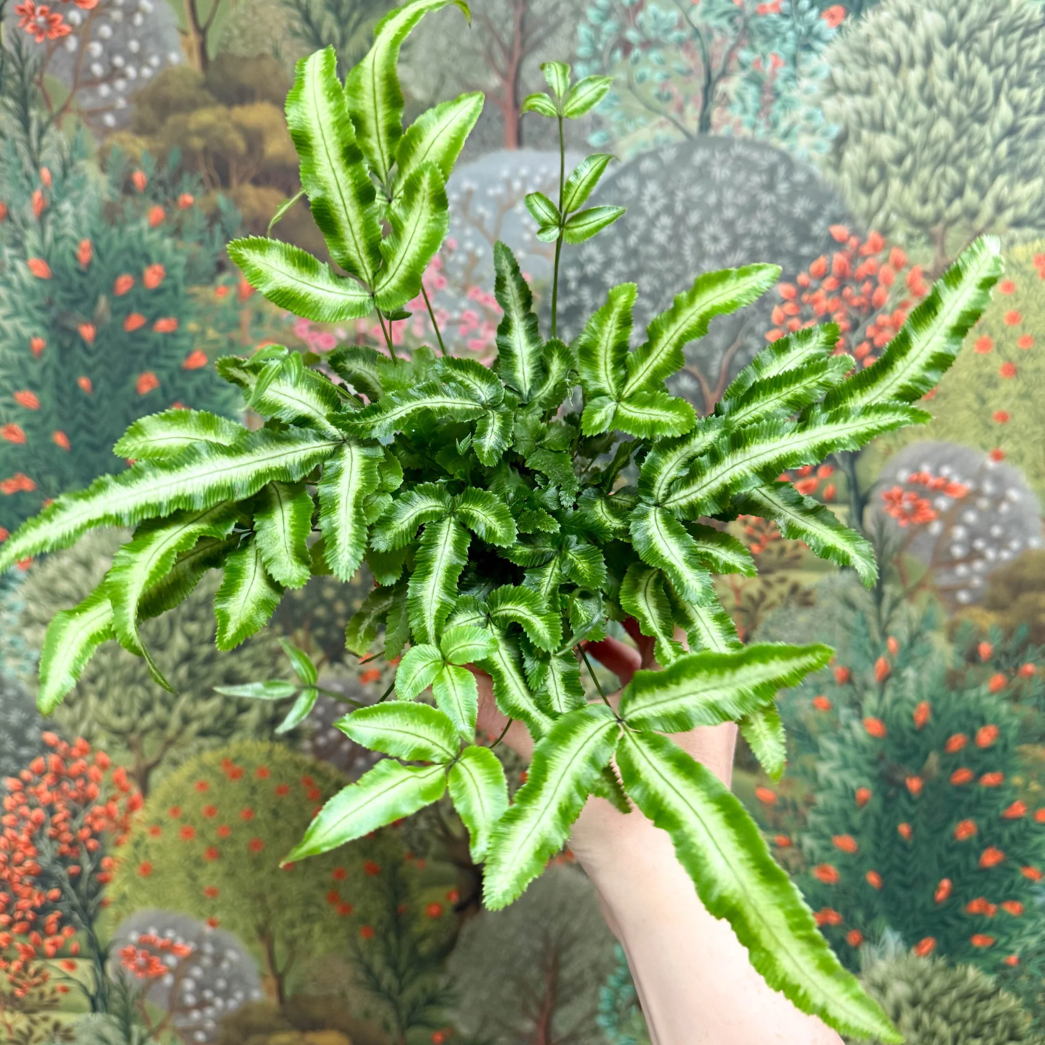 Pteris cretica 'Albolineata' - Ribbon Fern - Image 13