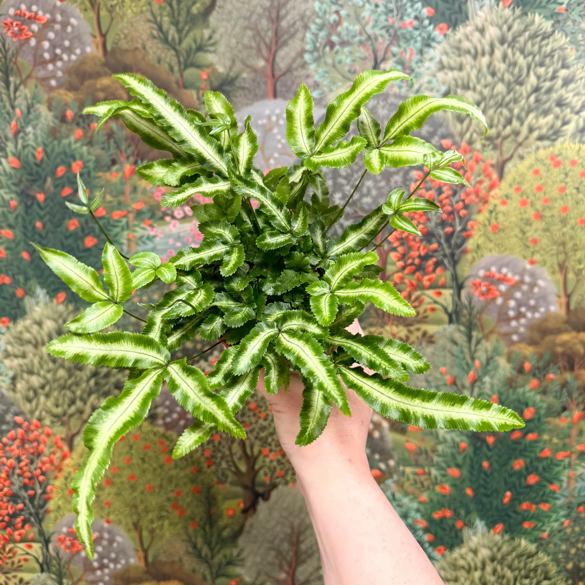 Pteris cretica 'Albolineata' - Ribbon Fern - Image 2