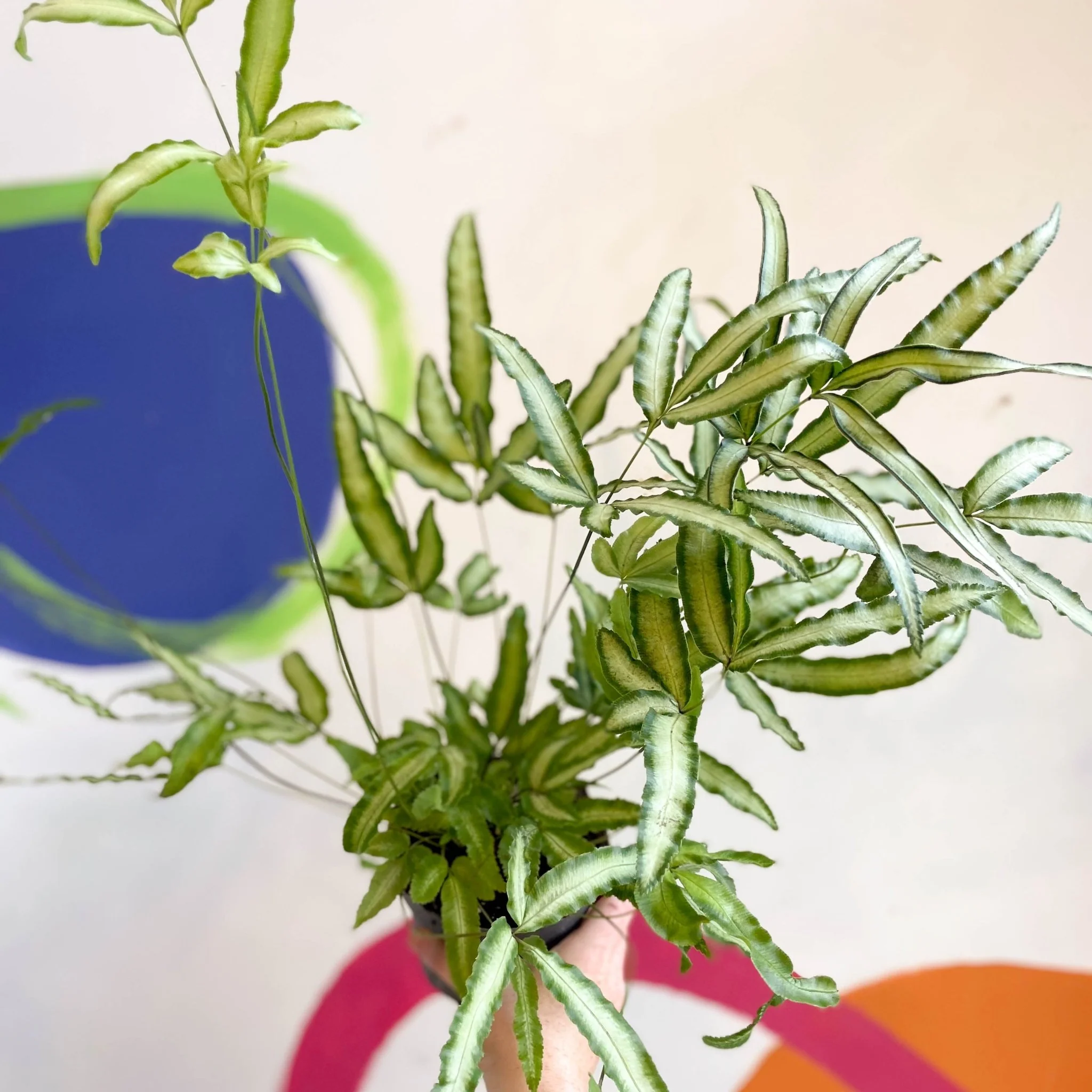 Pteris cretica 'Albolineata' - Ribbon Fern - Image 3
