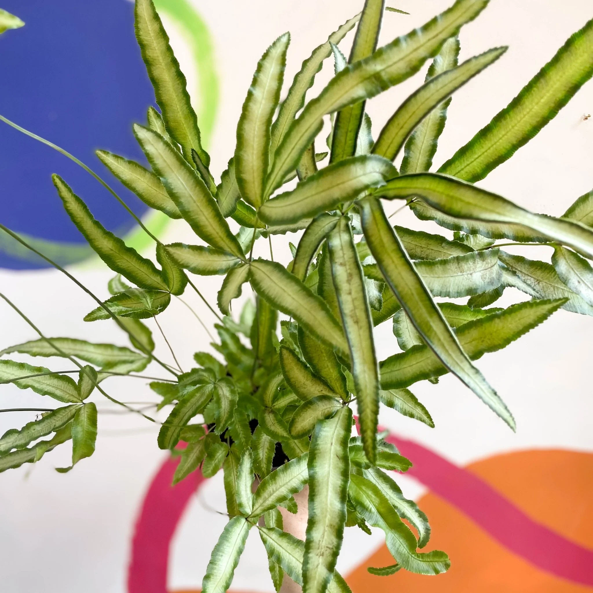 Pteris cretica 'Albolineata' - Ribbon Fern - Image 4