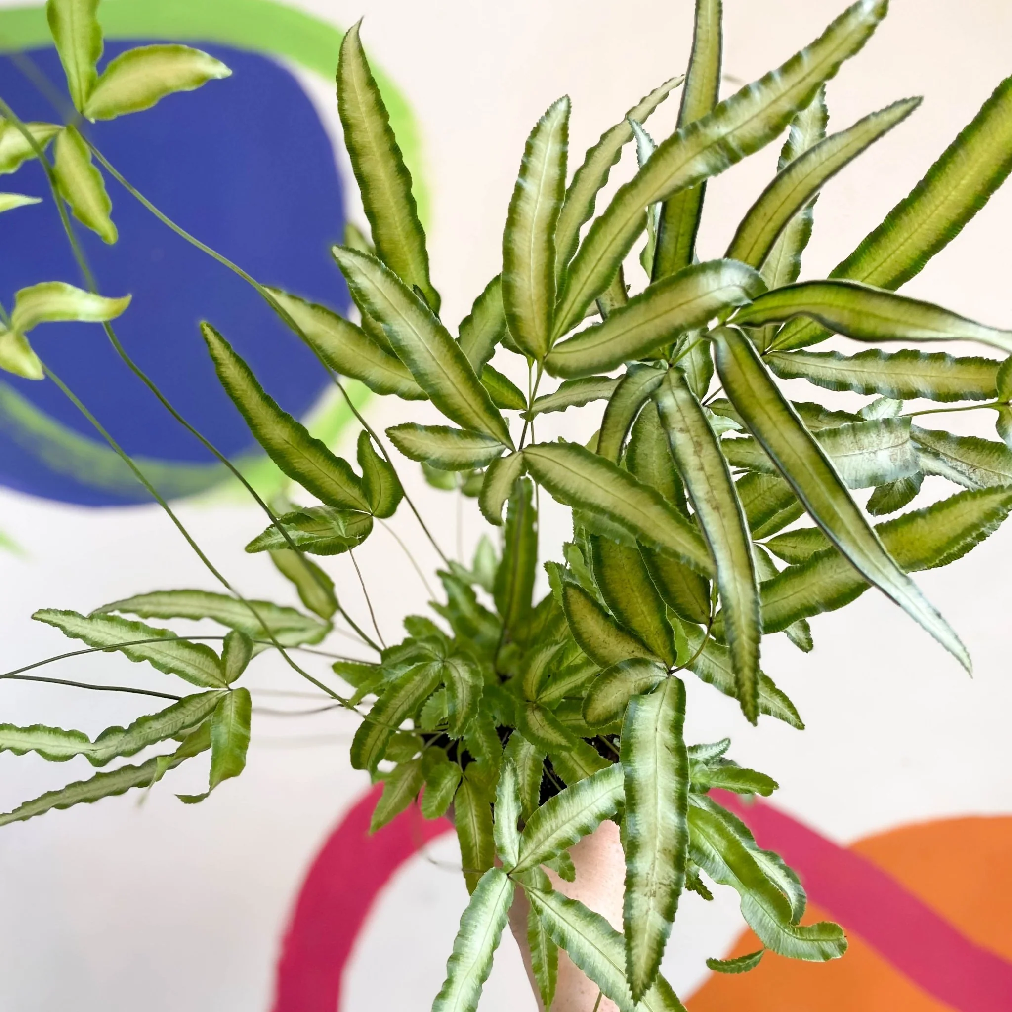 Pteris cretica 'Albolineata' - Ribbon Fern - Image 6