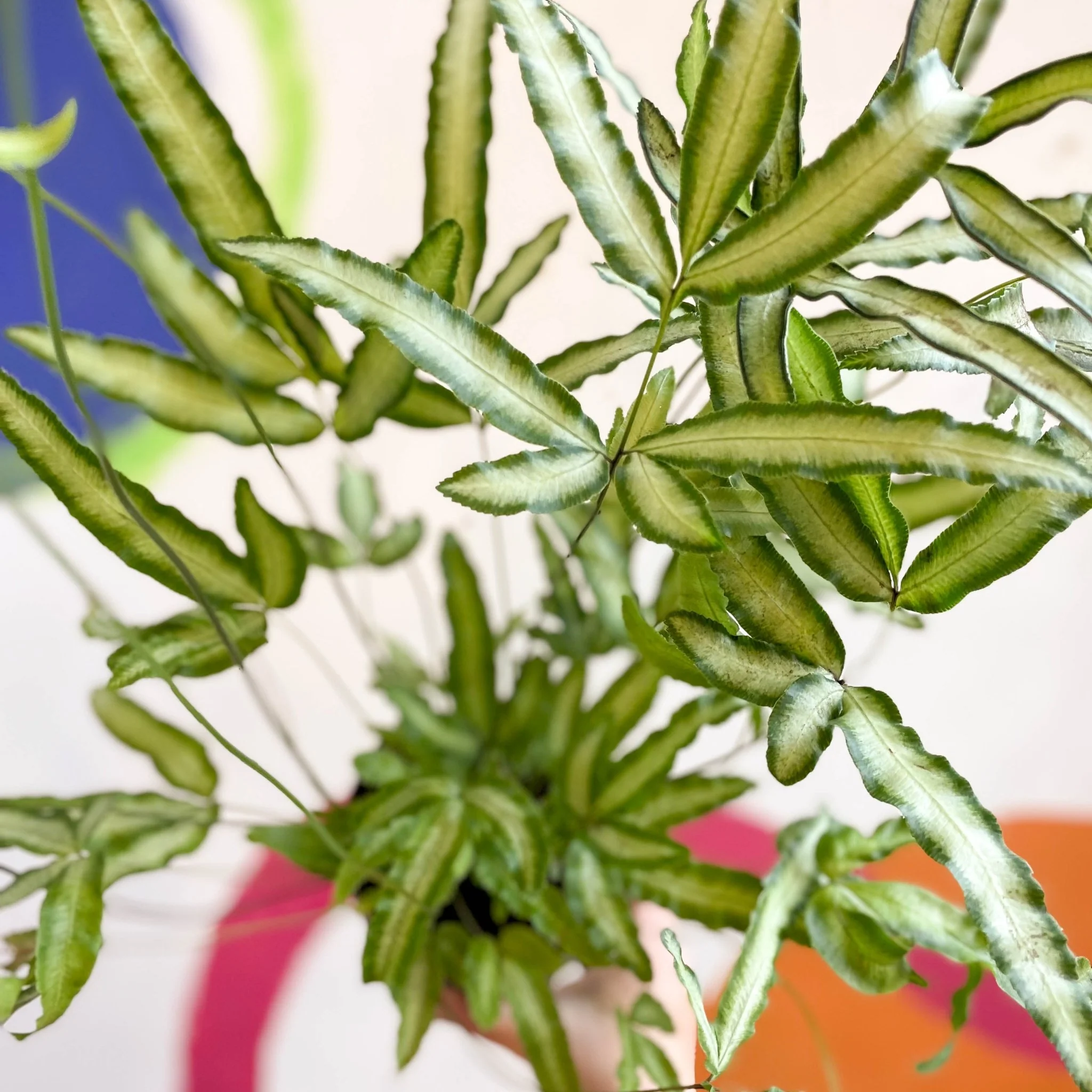 Pteris cretica 'Albolineata' - Ribbon Fern - Image 7