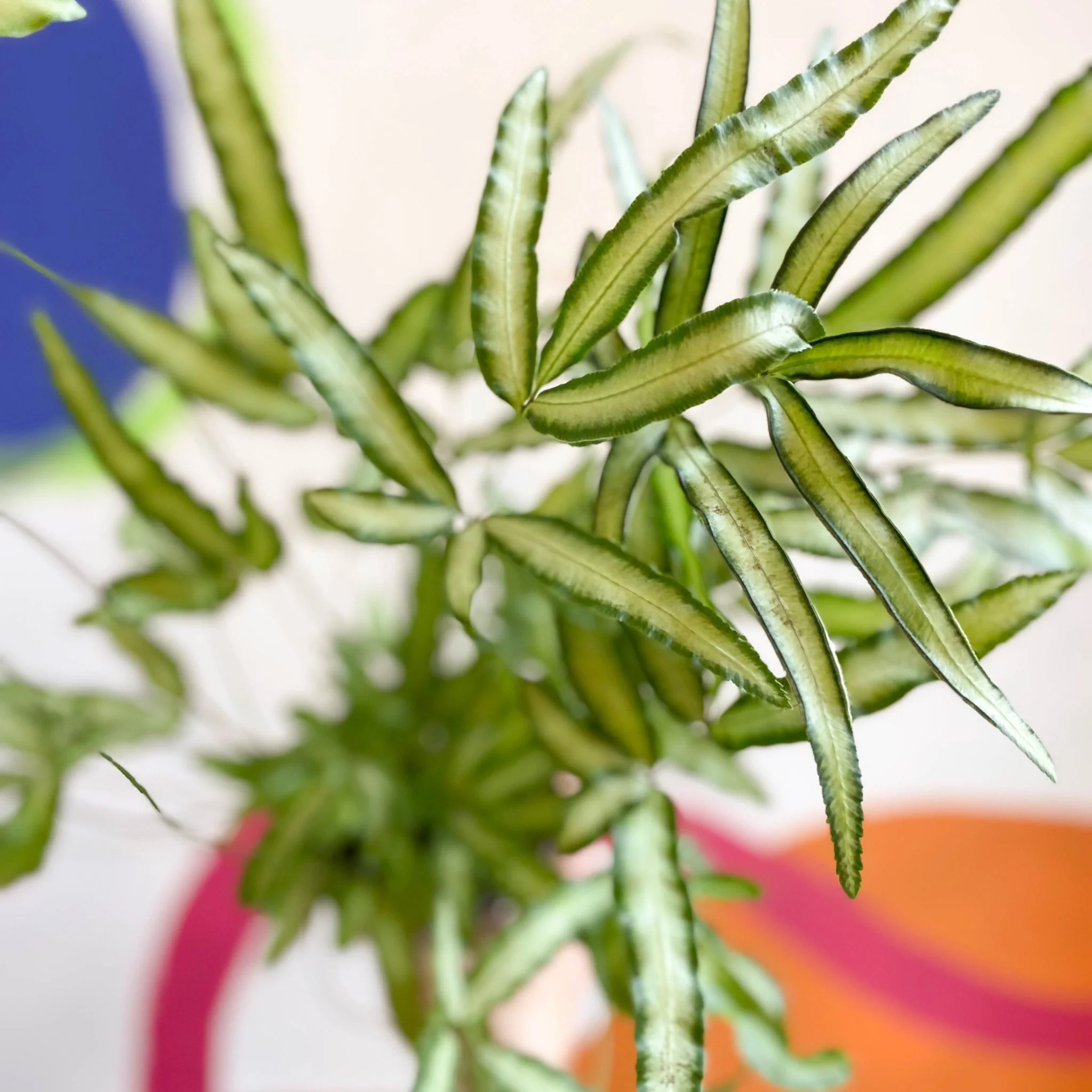 Pteris cretica 'Albolineata' - Ribbon Fern - Image 8