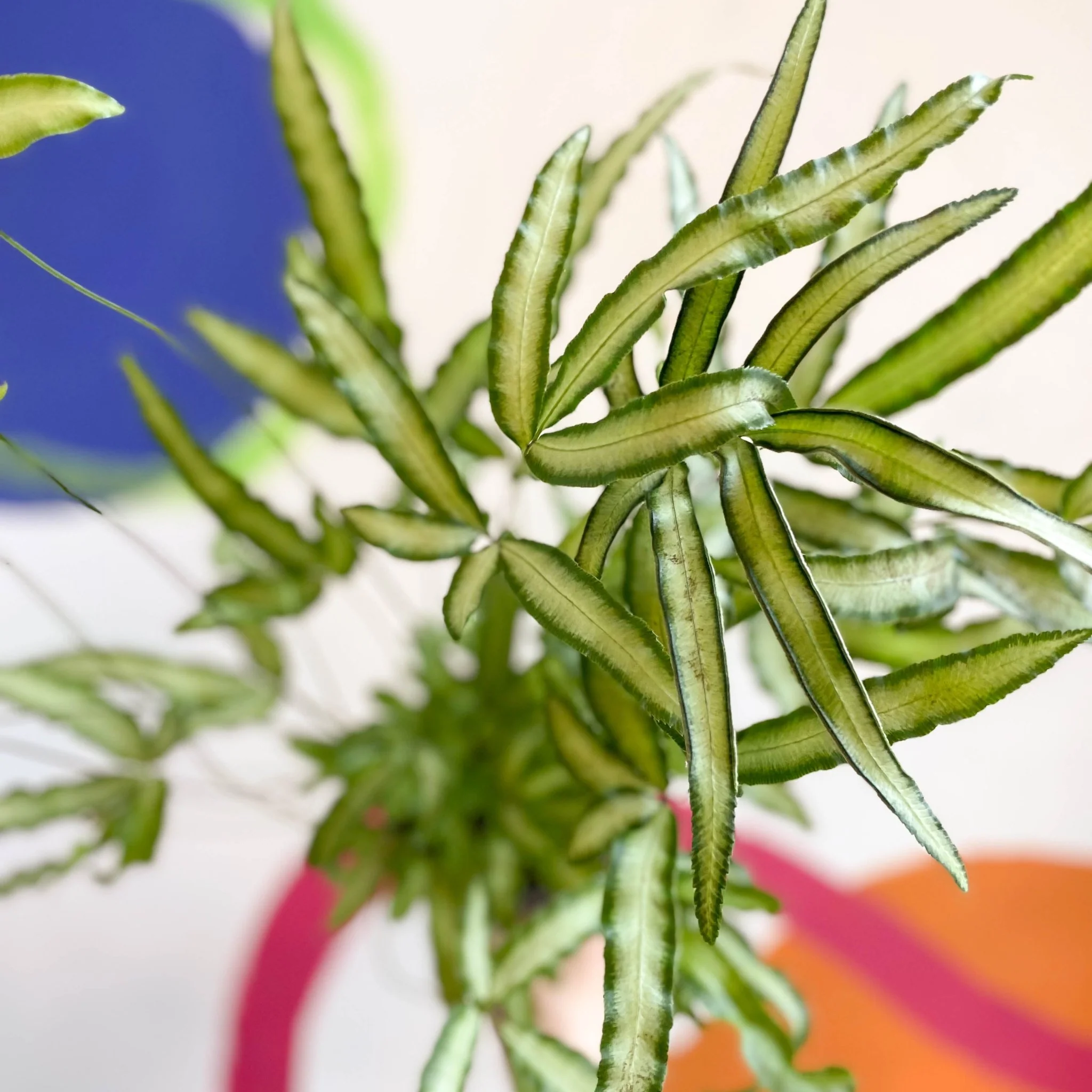 Pteris cretica 'Albolineata' - Ribbon Fern - Image 9