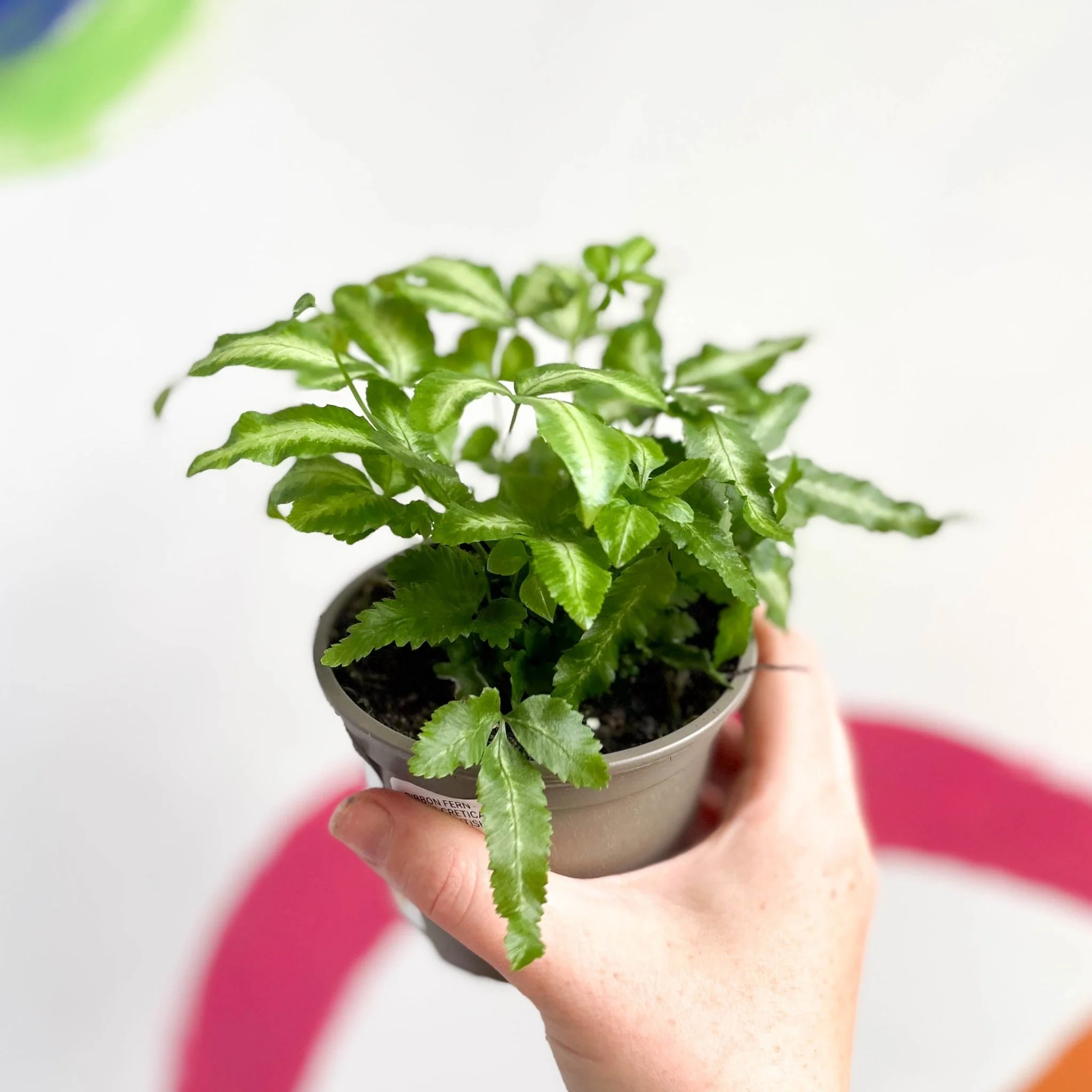 Ribbon Fern - Pteris cretica 'Mayi' - British Grown - Image 2