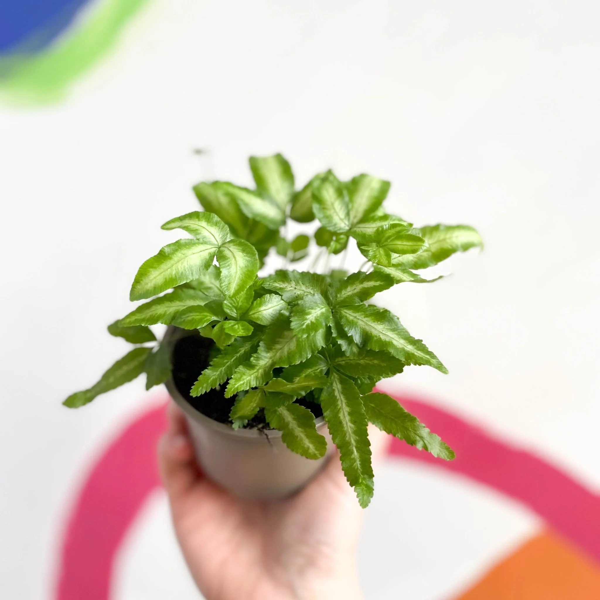 Ribbon Fern - Pteris cretica 'Mayi' - British Grown - Image 3