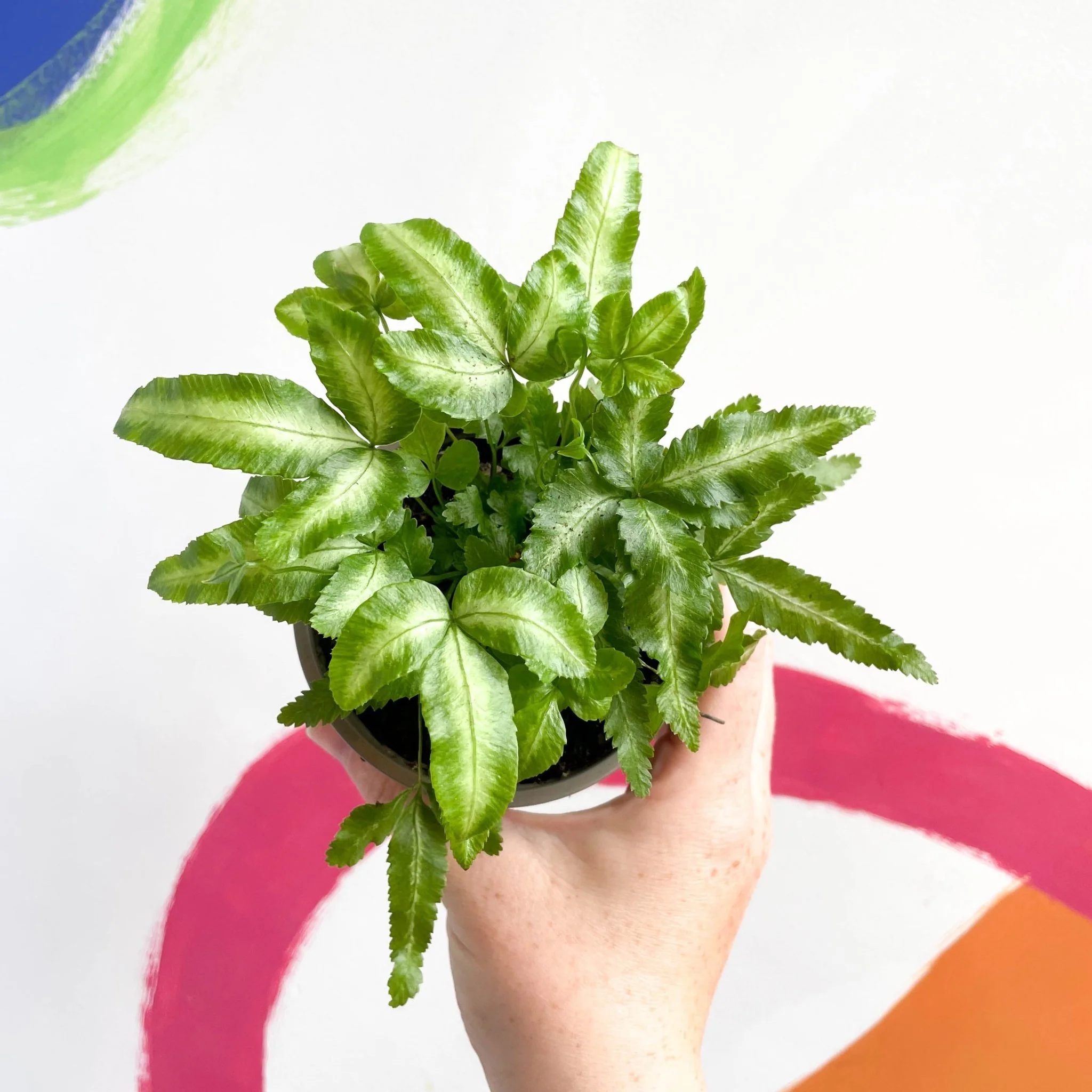 Ribbon Fern - Pteris cretica 'Mayi' - British Grown - Image 4
