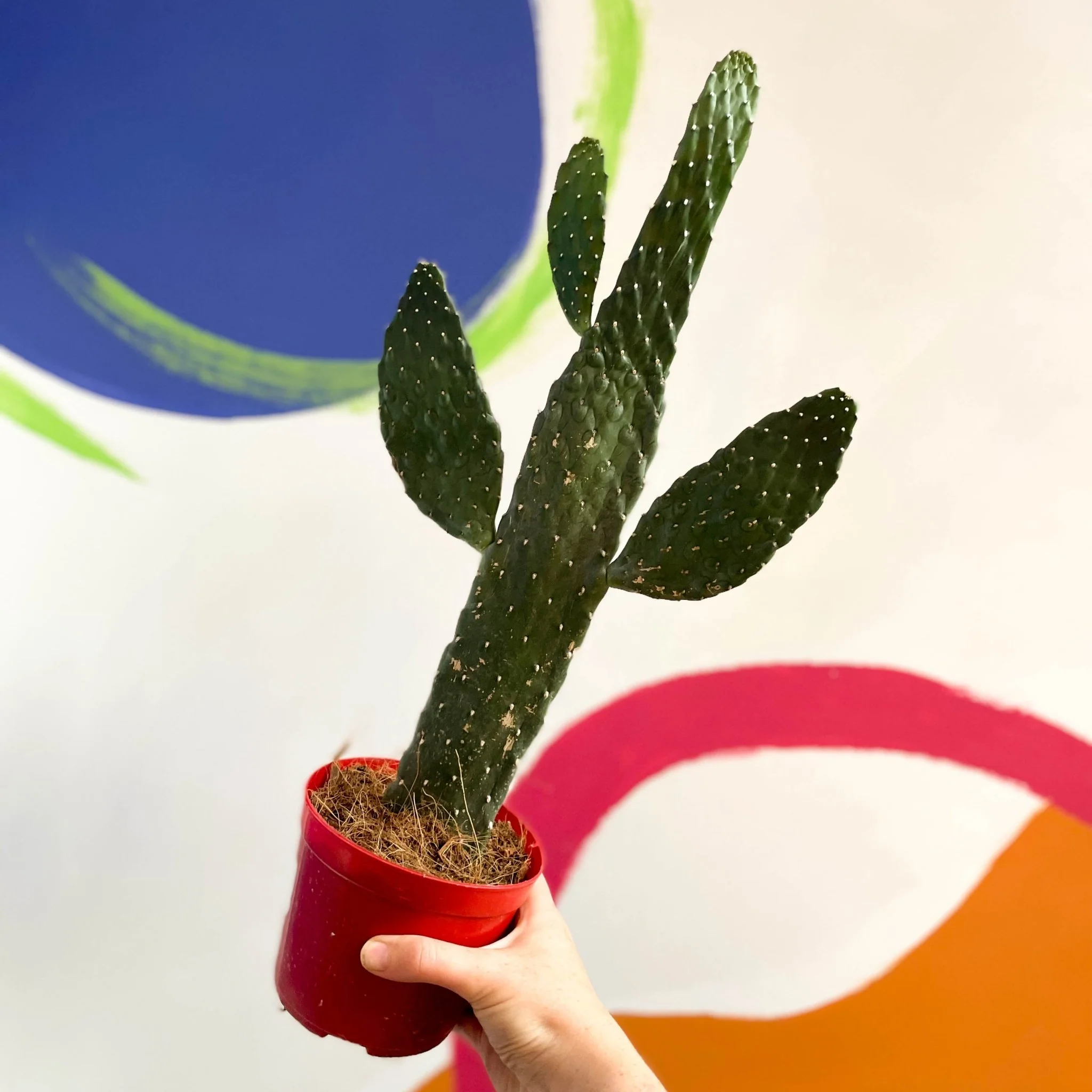 Road Kill Cactus - Opuntia rubescens ‘Consolea’