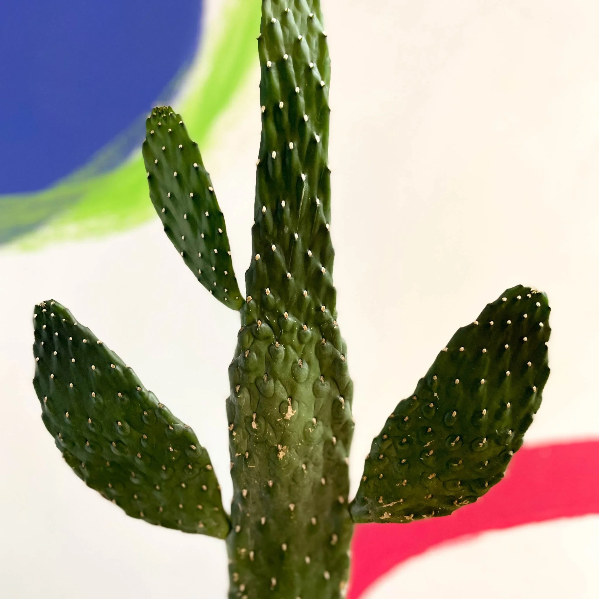 Road Kill Cactus - Opuntia rubescens ‘Consolea’ - Image 2