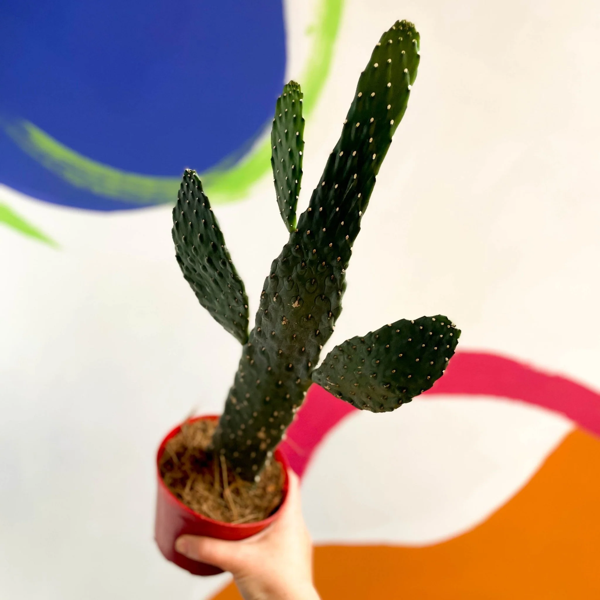 Road Kill Cactus - Opuntia rubescens ‘Consolea’ - Image 3
