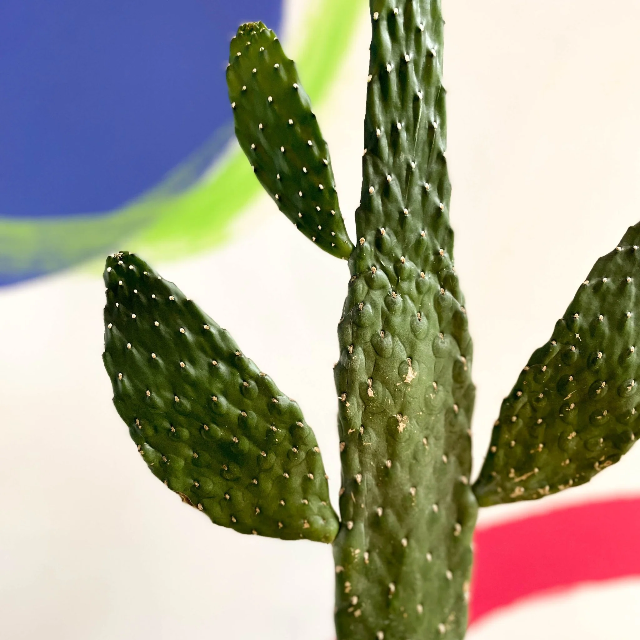 Road Kill Cactus - Opuntia rubescens ‘Consolea’ - Image 4