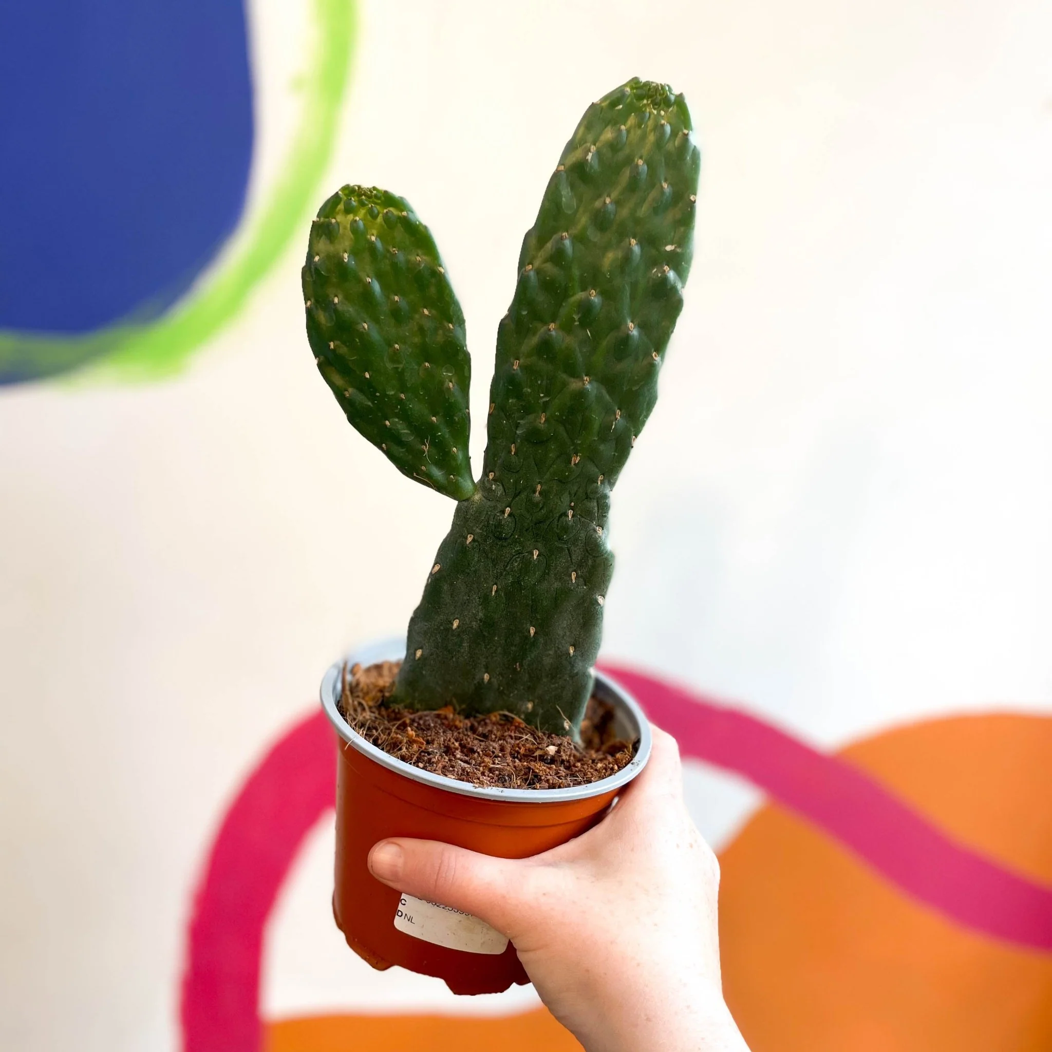 Road Kill Cactus - Opuntia rubescens ‘Consolea’ - Image 6