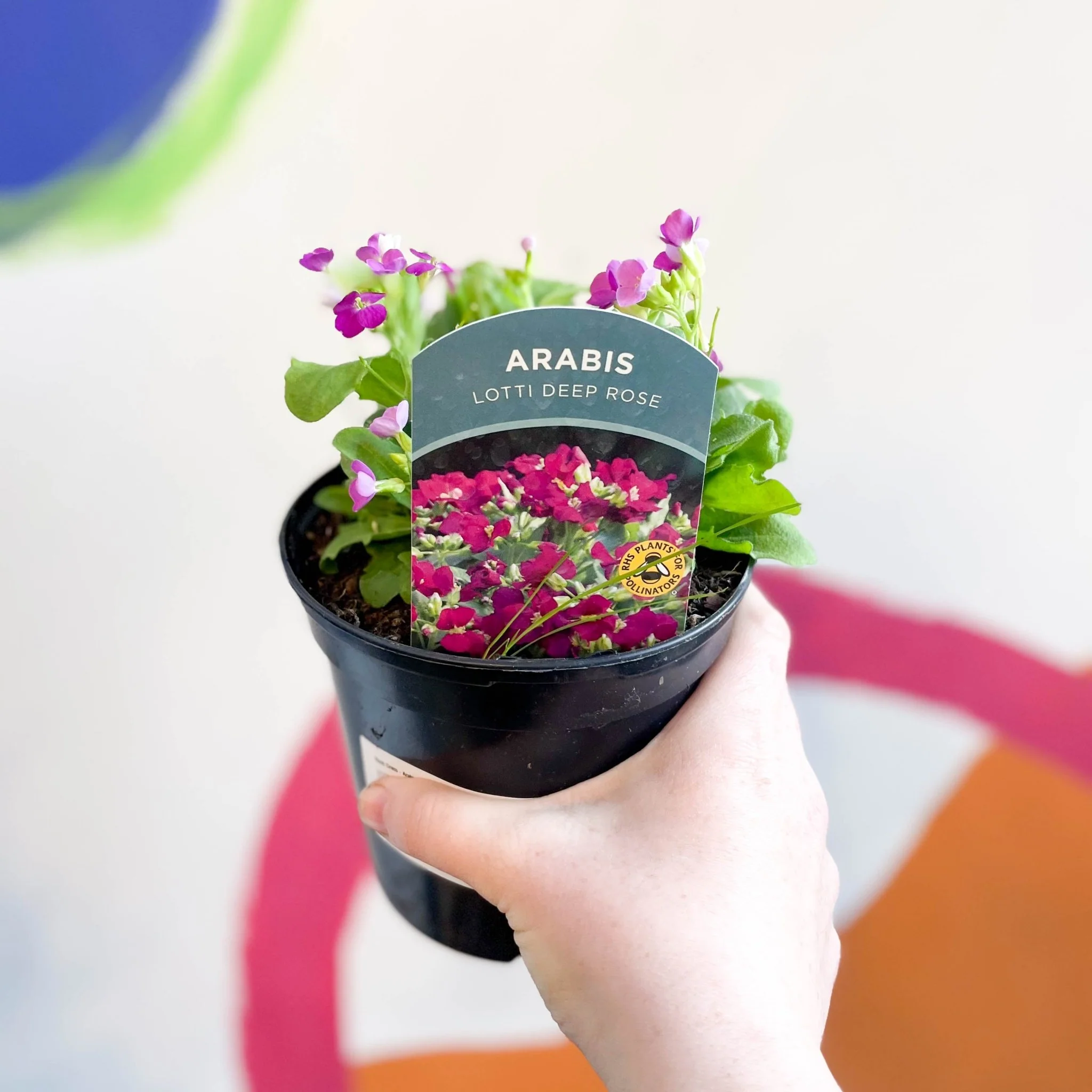 Arabis alpina caucasica 'Lotti Deep Rose' [British Grown Herbaceous Perennial]
