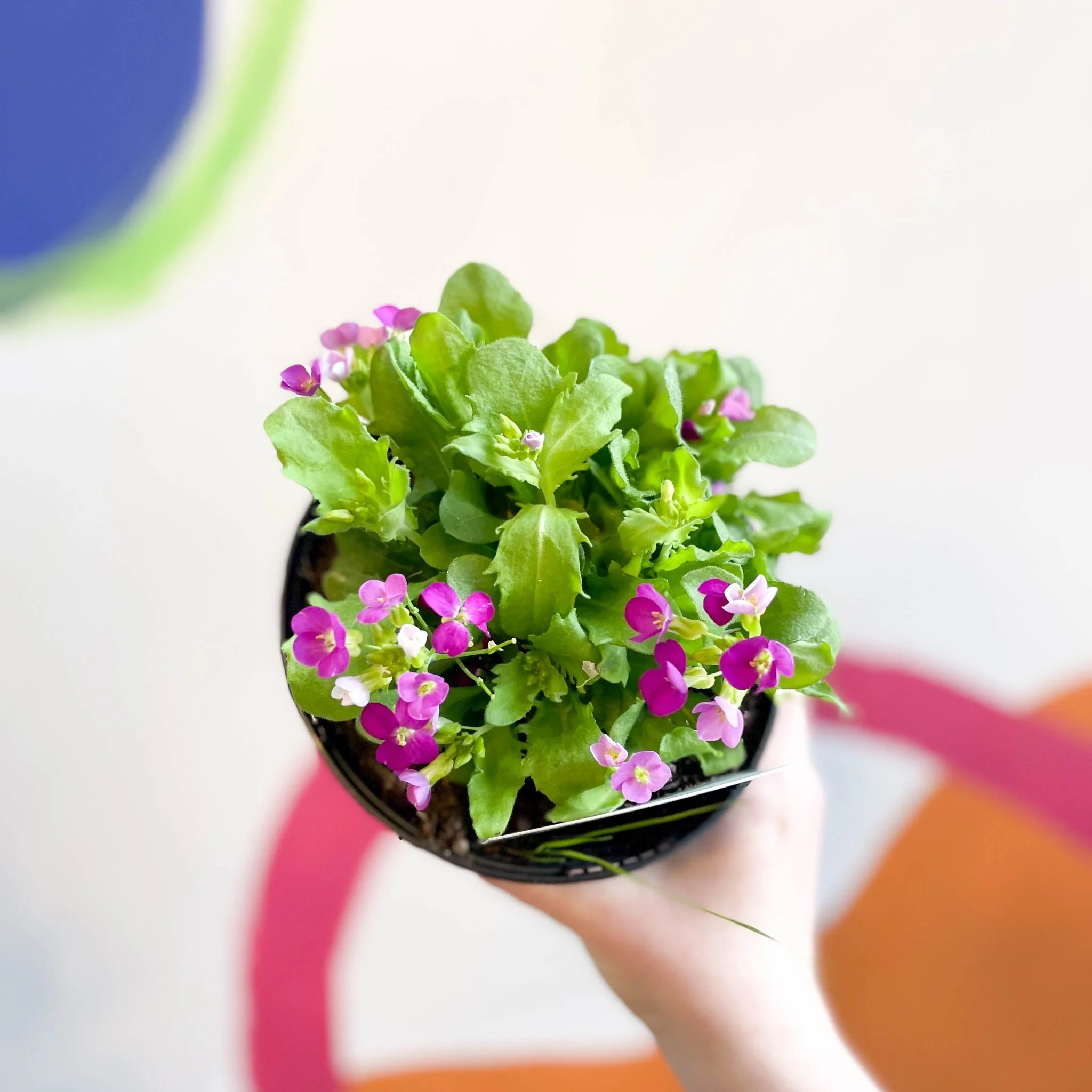 Arabis alpina caucasica 'Lotti Deep Rose' [British Grown Herbaceous Perennial] - Image 2