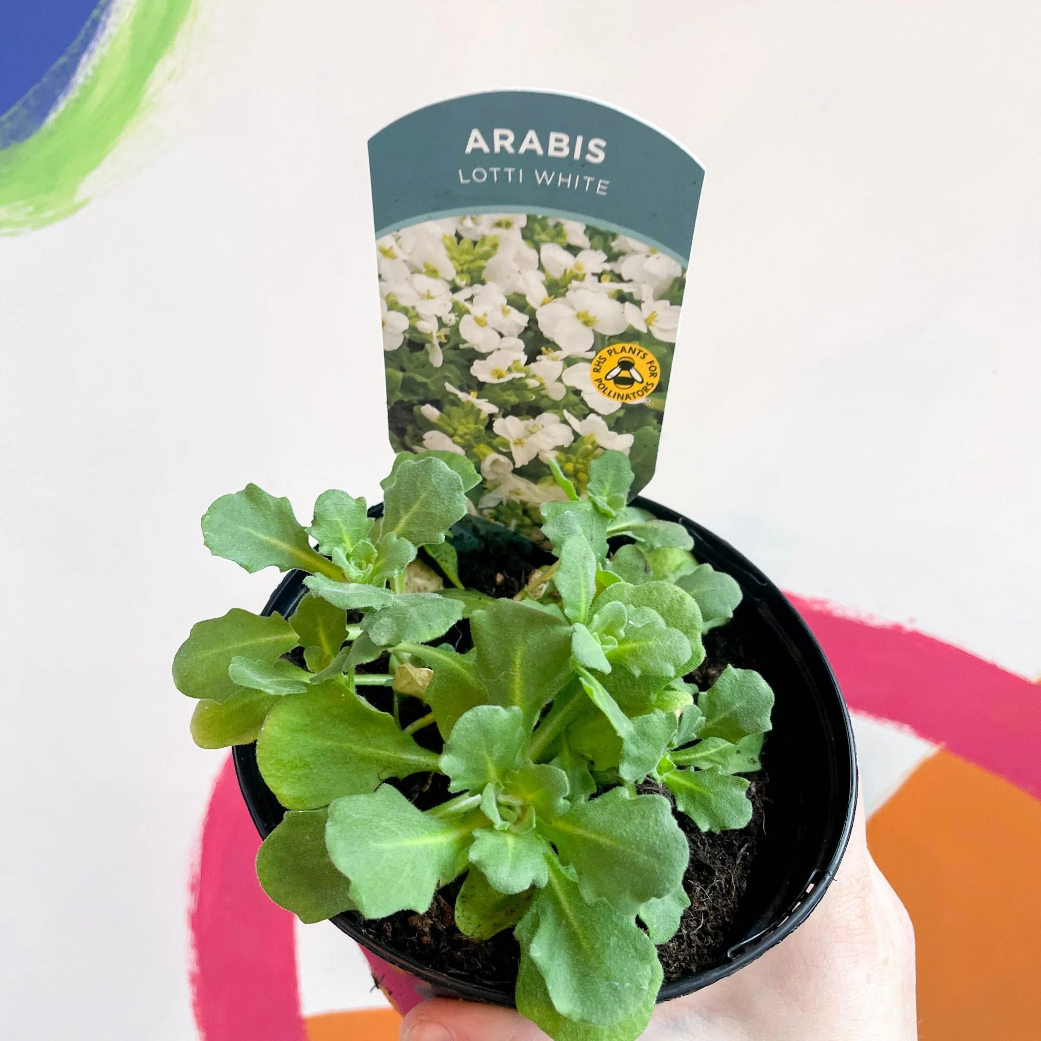 Rock Cress - Arabis alpina caucasica 'Lotti White' - British Grown Herbaceous Perennial