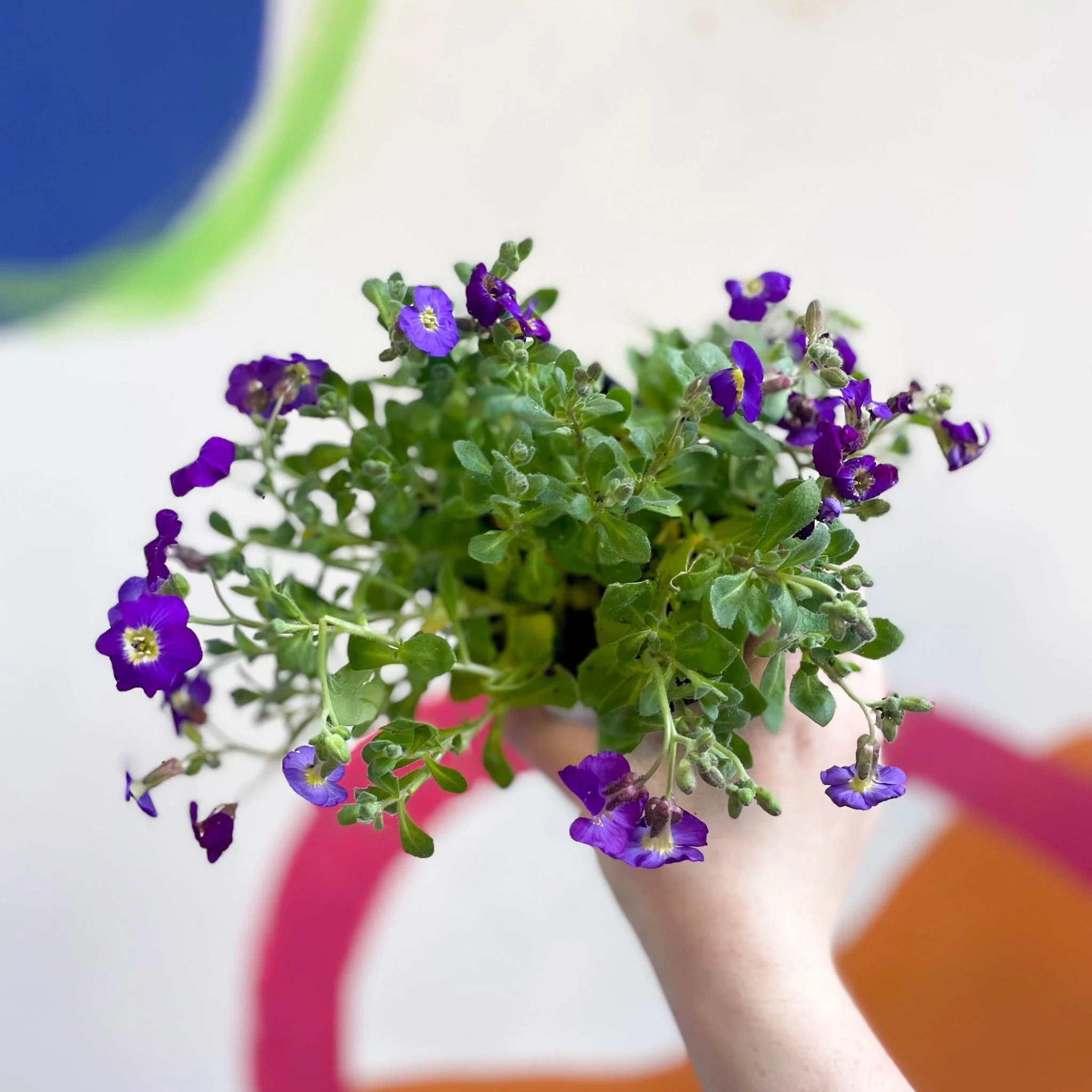 Rock Cress - Aubrieta 'Axcent Violet with Eye' - British Grown Evergreen Perennial Alpine