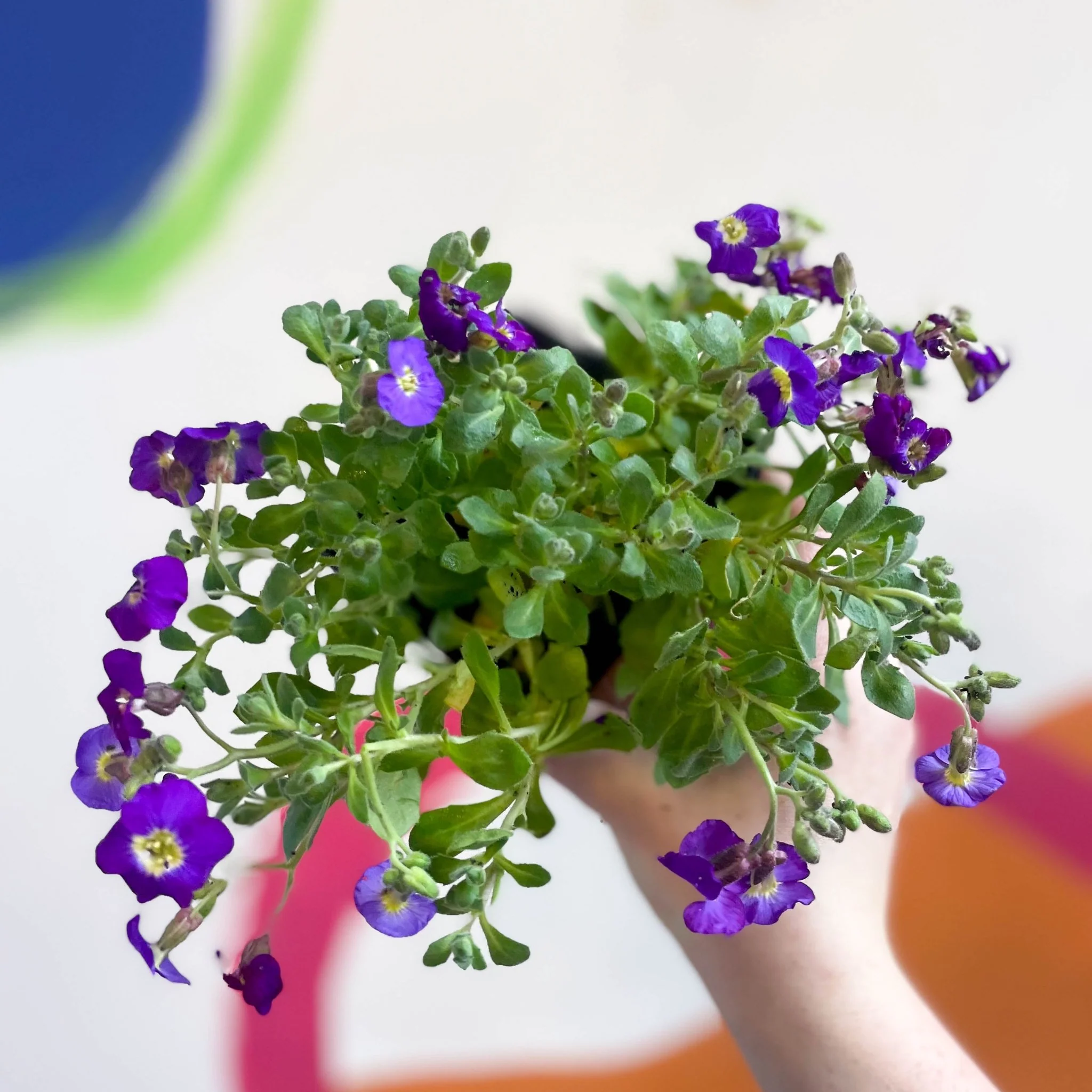 Rock Cress - Aubrieta 'Axcent Violet with Eye' - British Grown Evergreen Perennial Alpine - Image 2