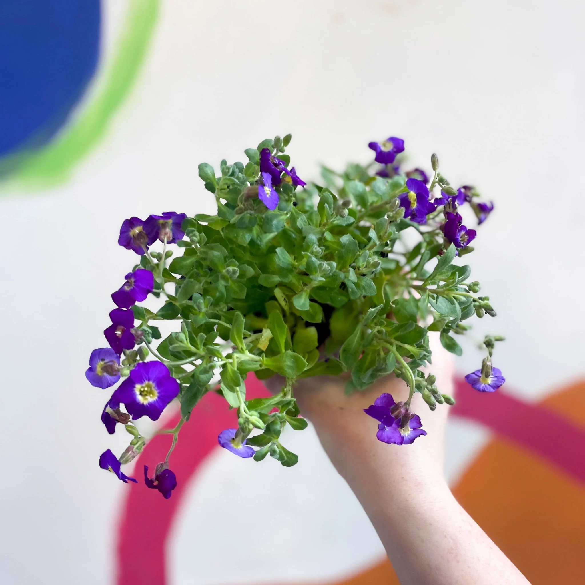 Rock Cress - Aubrieta 'Axcent Violet with Eye' - British Grown Evergreen Perennial Alpine - Image 3