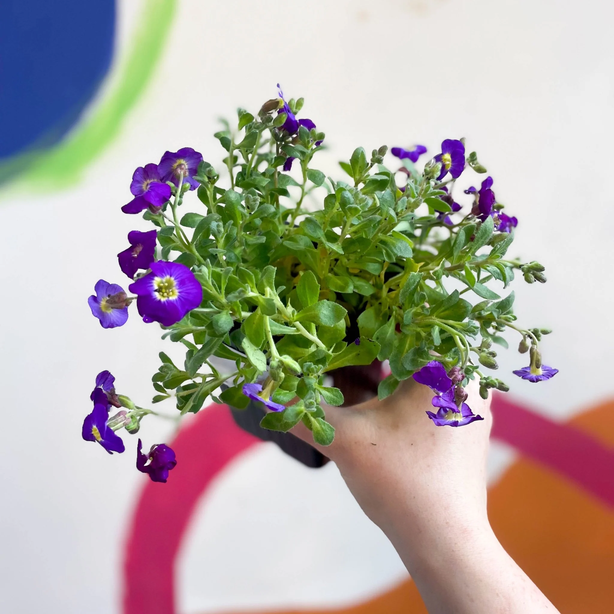 Rock Cress - Aubrieta 'Axcent Violet with Eye' - British Grown Evergreen Perennial Alpine - Image 4