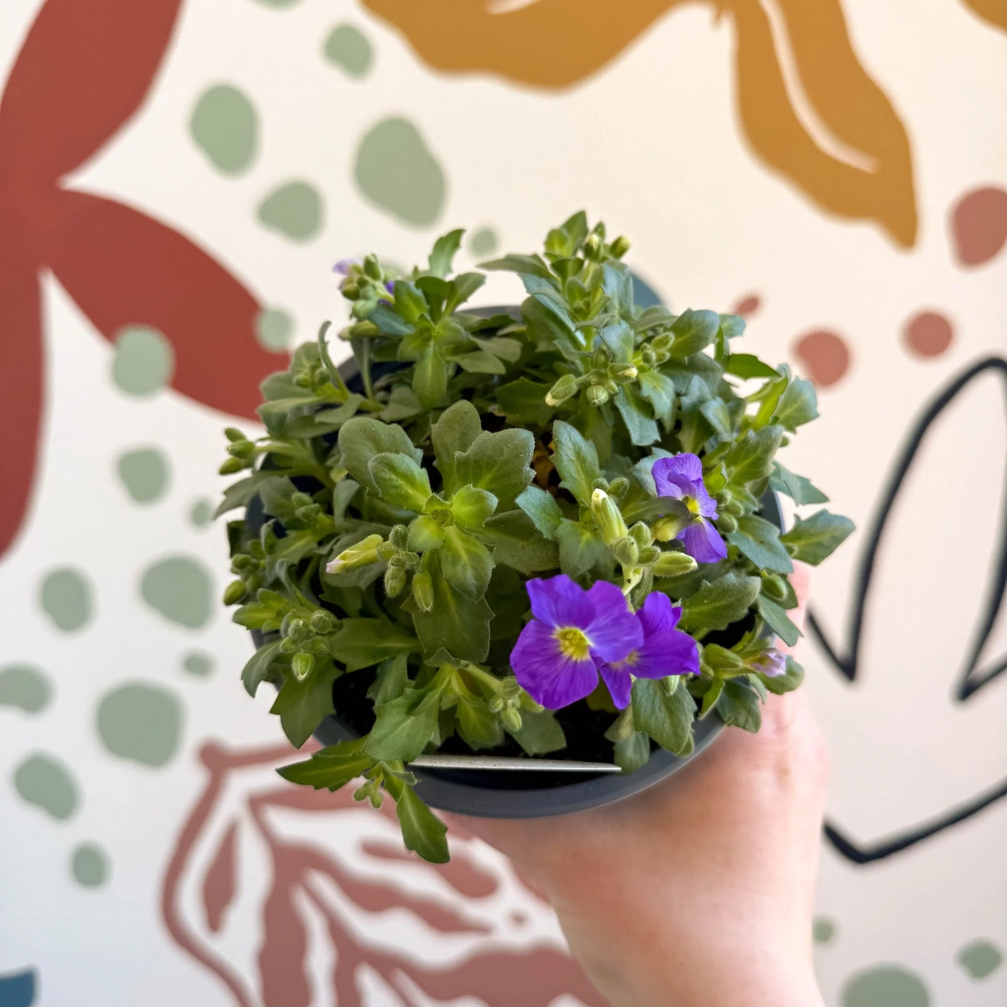 Aubrieta gracilis 'Glacier Blue' - Rock Cress - British Grown Evergreen Perennial Alpine