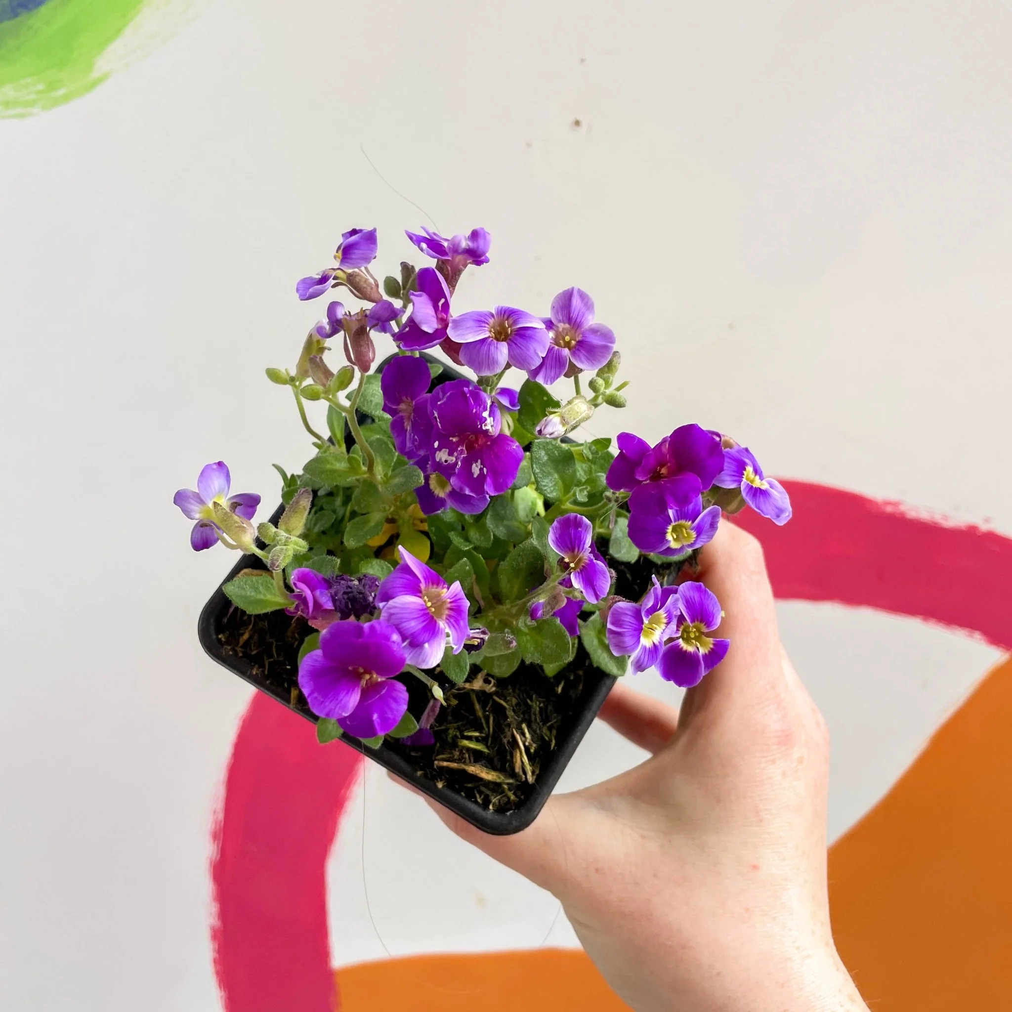 Aubrieta gracilis 'Glacier Blue' - Rock Cress - British Grown Evergreen Perennial Alpine - Image 2
