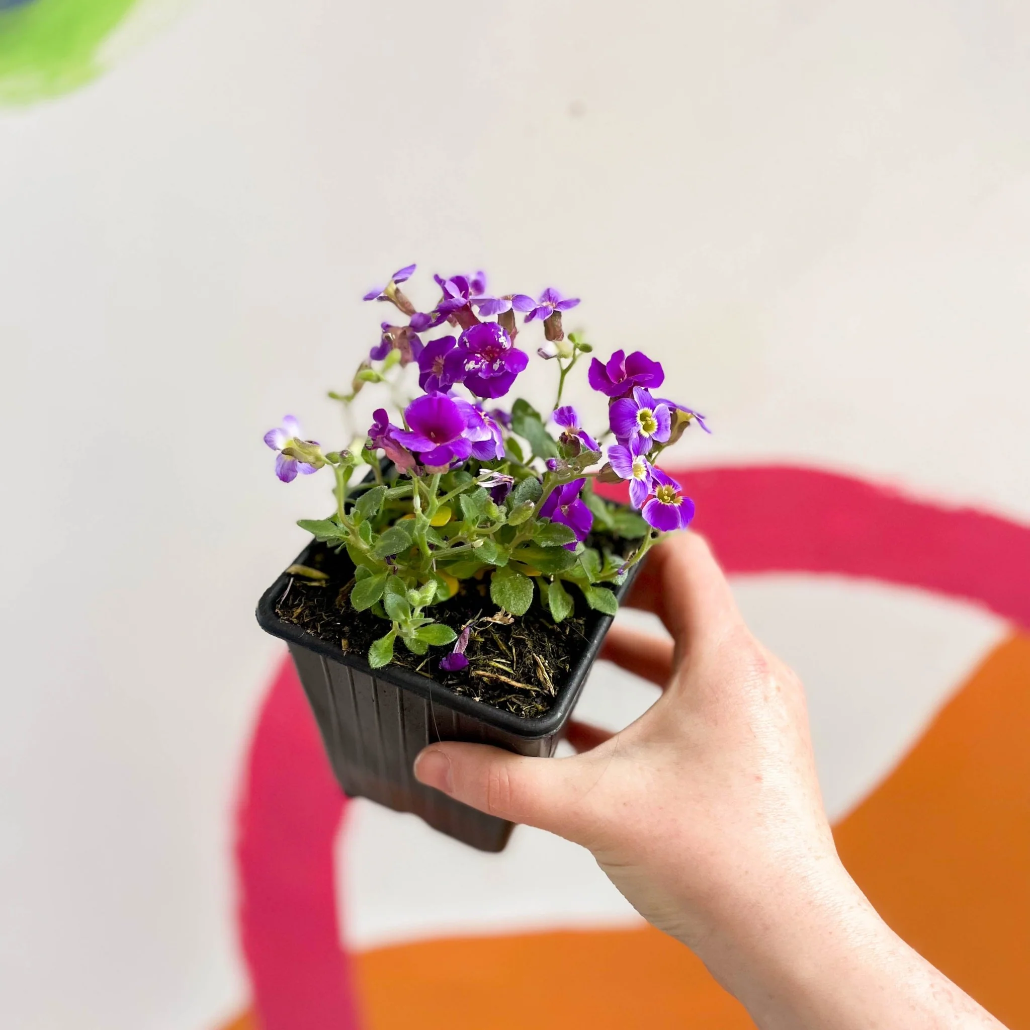 Aubrieta gracilis 'Glacier Blue' - Rock Cress - British Grown Evergreen Perennial Alpine - Image 3