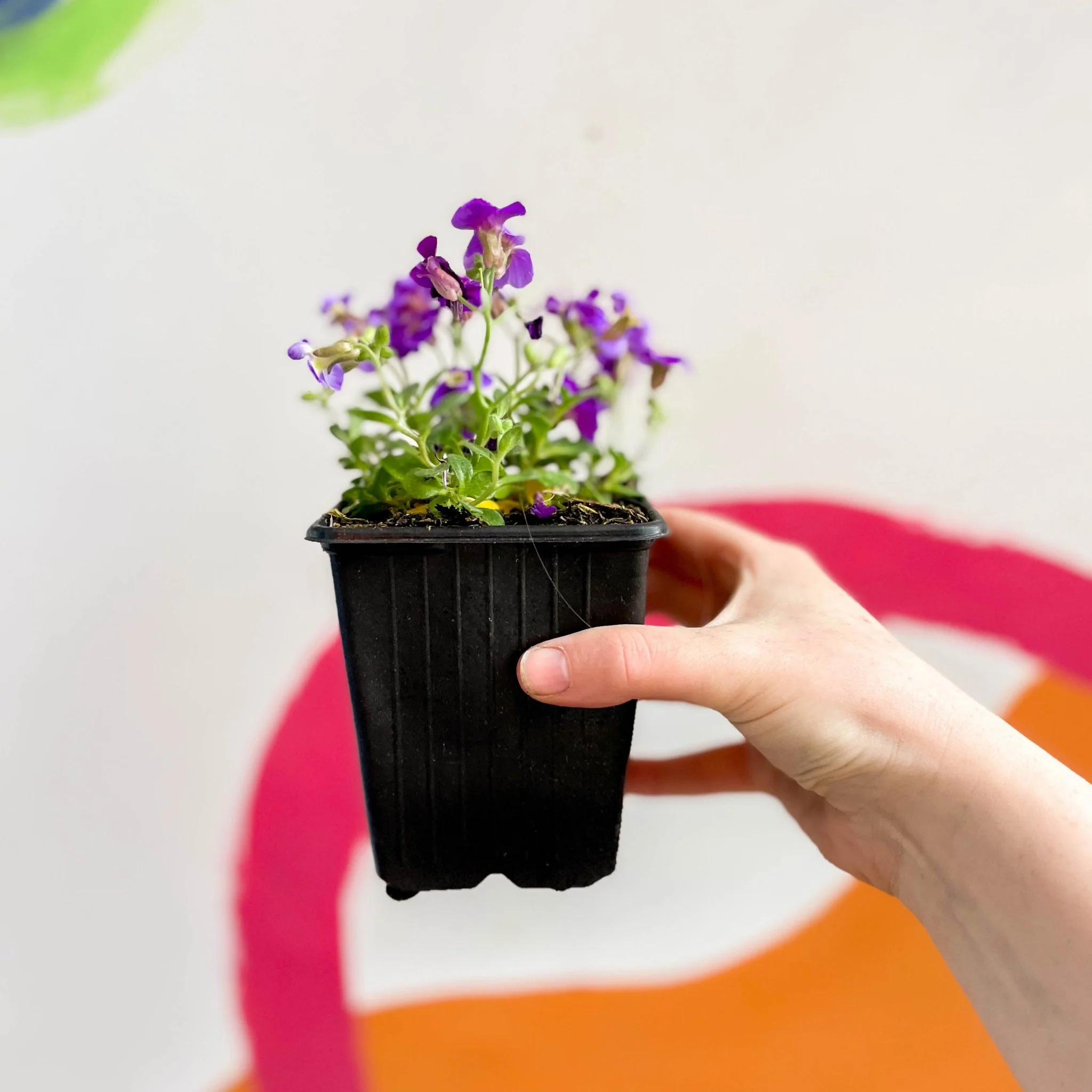 Aubrieta gracilis 'Glacier Blue' - Rock Cress - British Grown Evergreen Perennial Alpine - Image 4