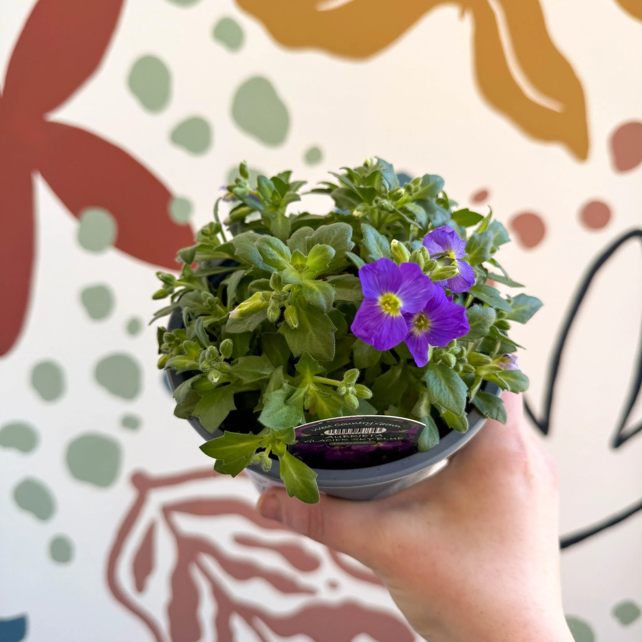 Aubrieta gracilis 'Glacier Blue' - Rock Cress - British Grown Evergreen Perennial Alpine - Image 7