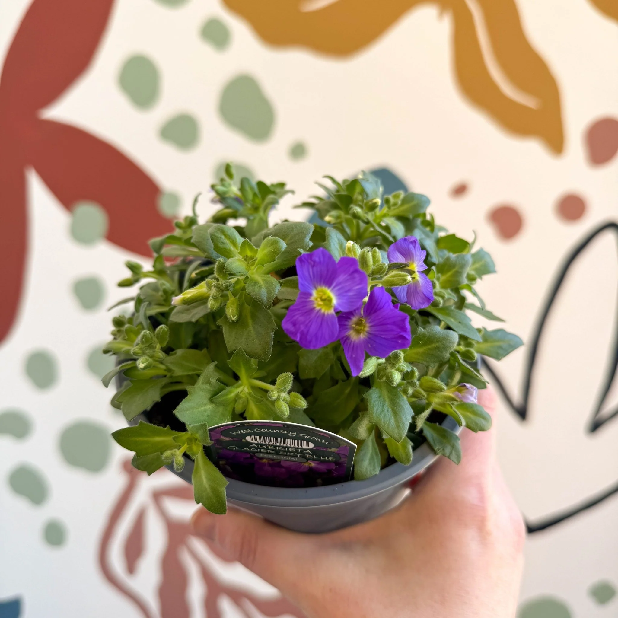 Aubrieta gracilis 'Glacier Blue' - Rock Cress - British Grown Evergreen Perennial Alpine - Image 8
