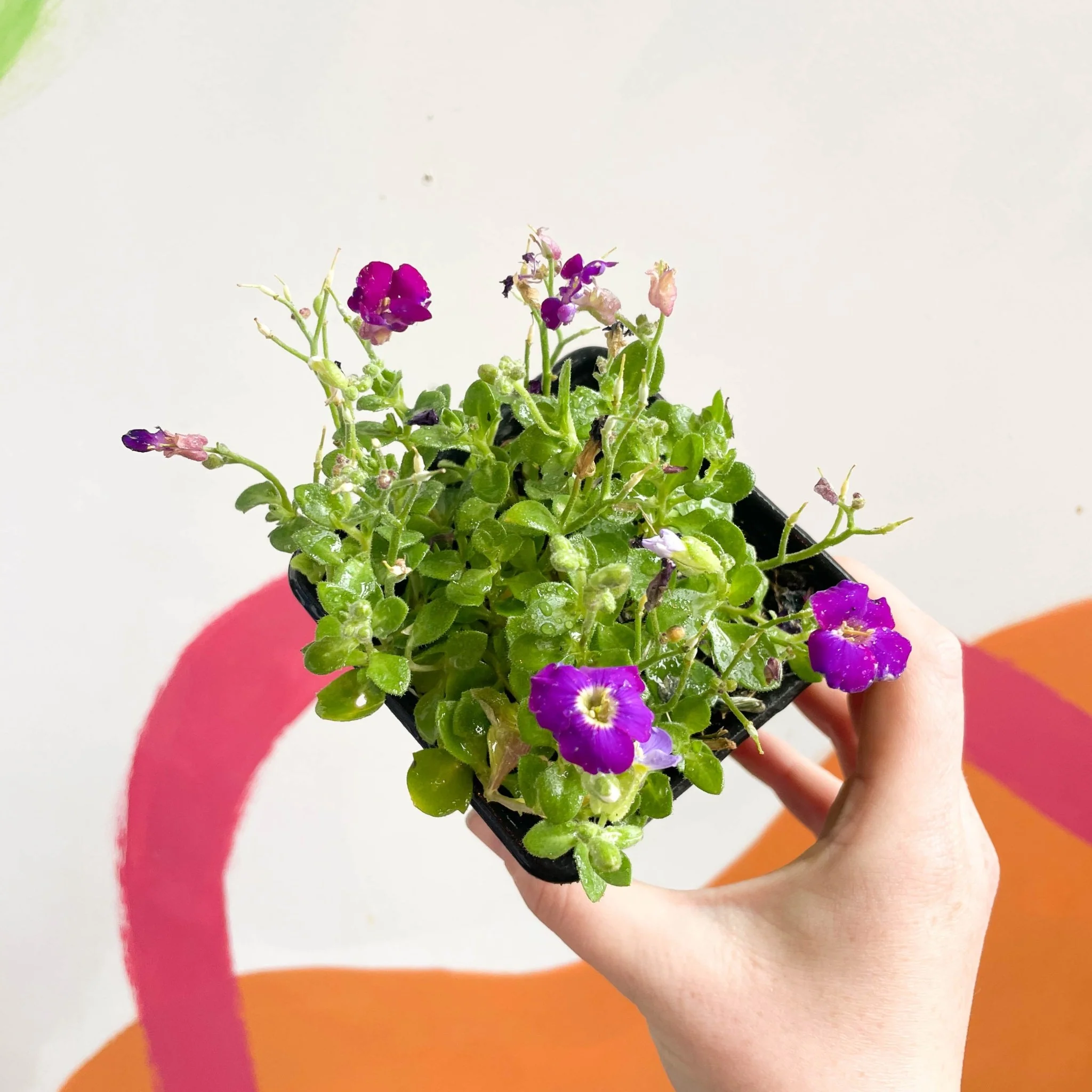 Rock Cress - Aubrieta gracilis 'Glacier Violet' - British Grown Evergreen Perennial Alpine