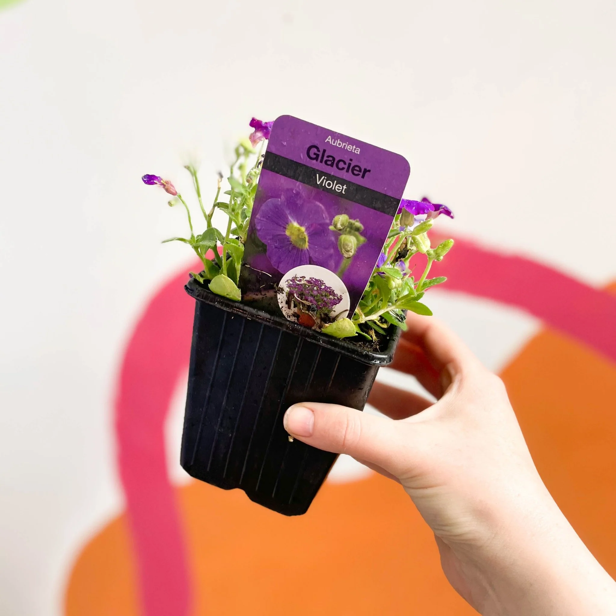 Rock Cress - Aubrieta gracilis 'Glacier Violet' - British Grown Evergreen Perennial Alpine - Image 2