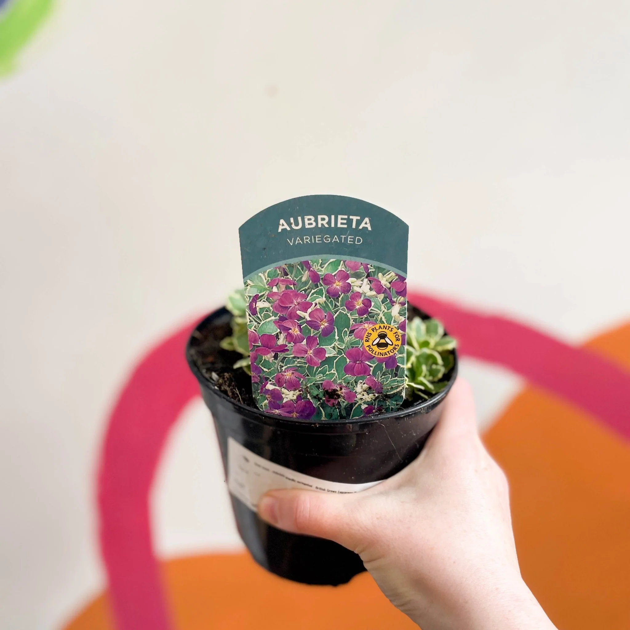 Rock Cress - Aubrieta gracilis variegated - British Grown Evergreen Perennial Alpine