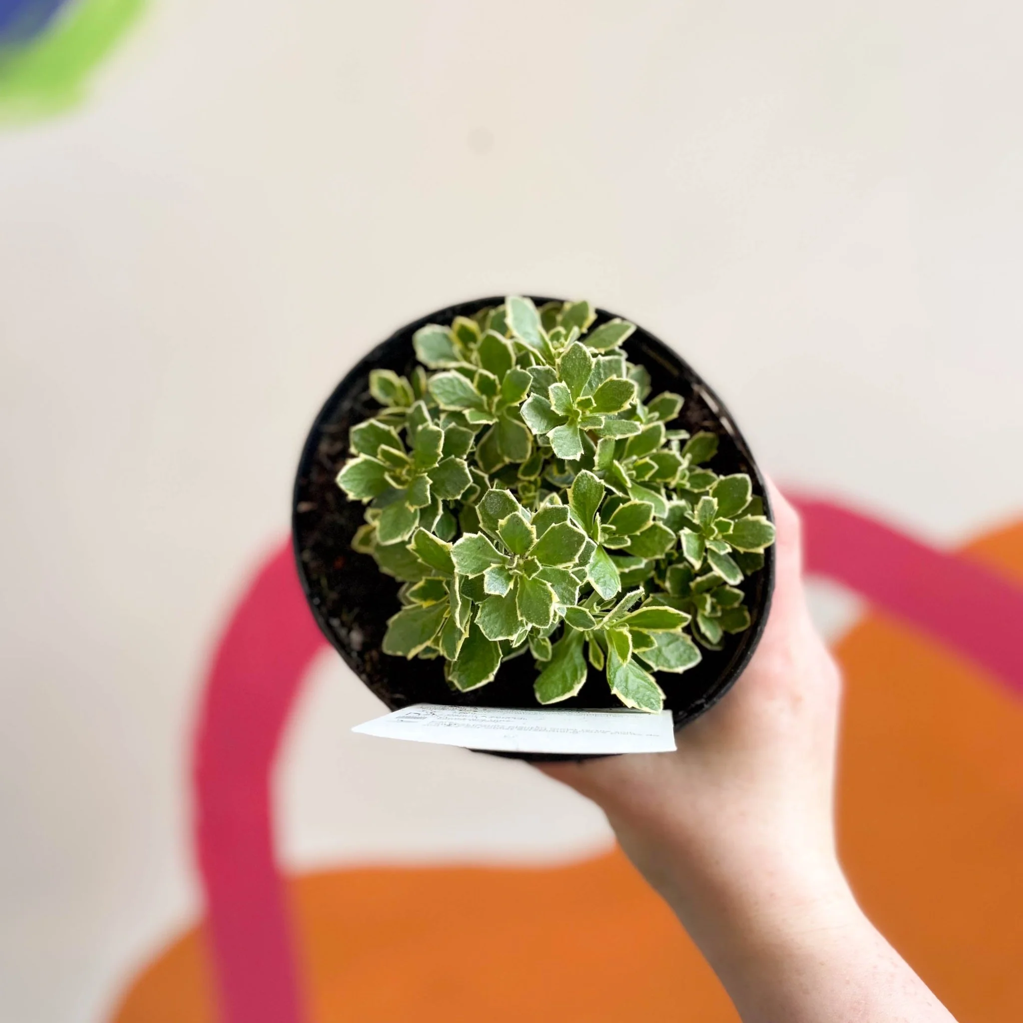 Rock Cress - Aubrieta gracilis variegated - British Grown Evergreen Perennial Alpine - Image 2
