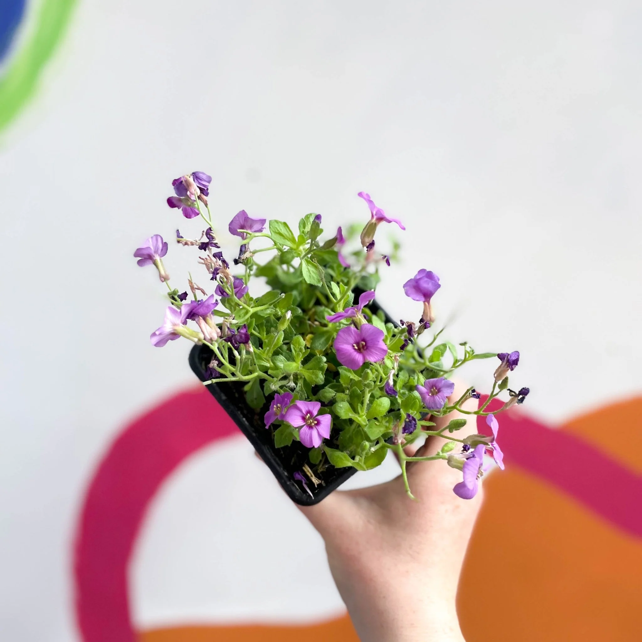 Rock Cress - Aubrieta hybrida 'Axcent Antique Rose' - British Grown Evergreen Perennial Alpine