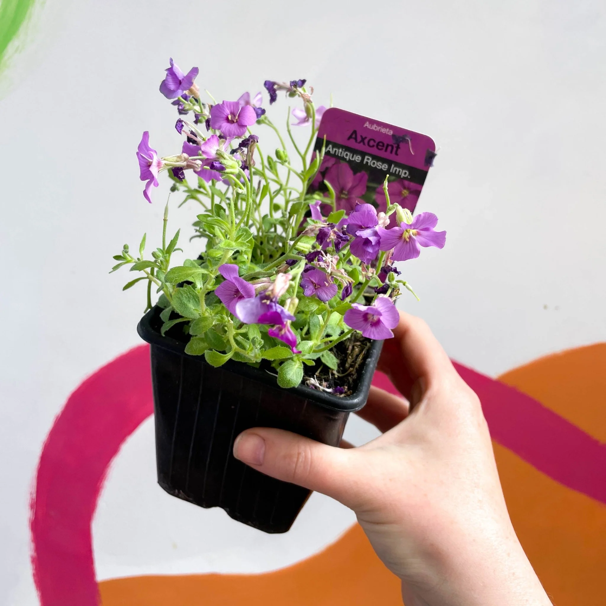 Rock Cress - Aubrieta hybrida 'Axcent Antique Rose' - British Grown Evergreen Perennial Alpine - Image 2