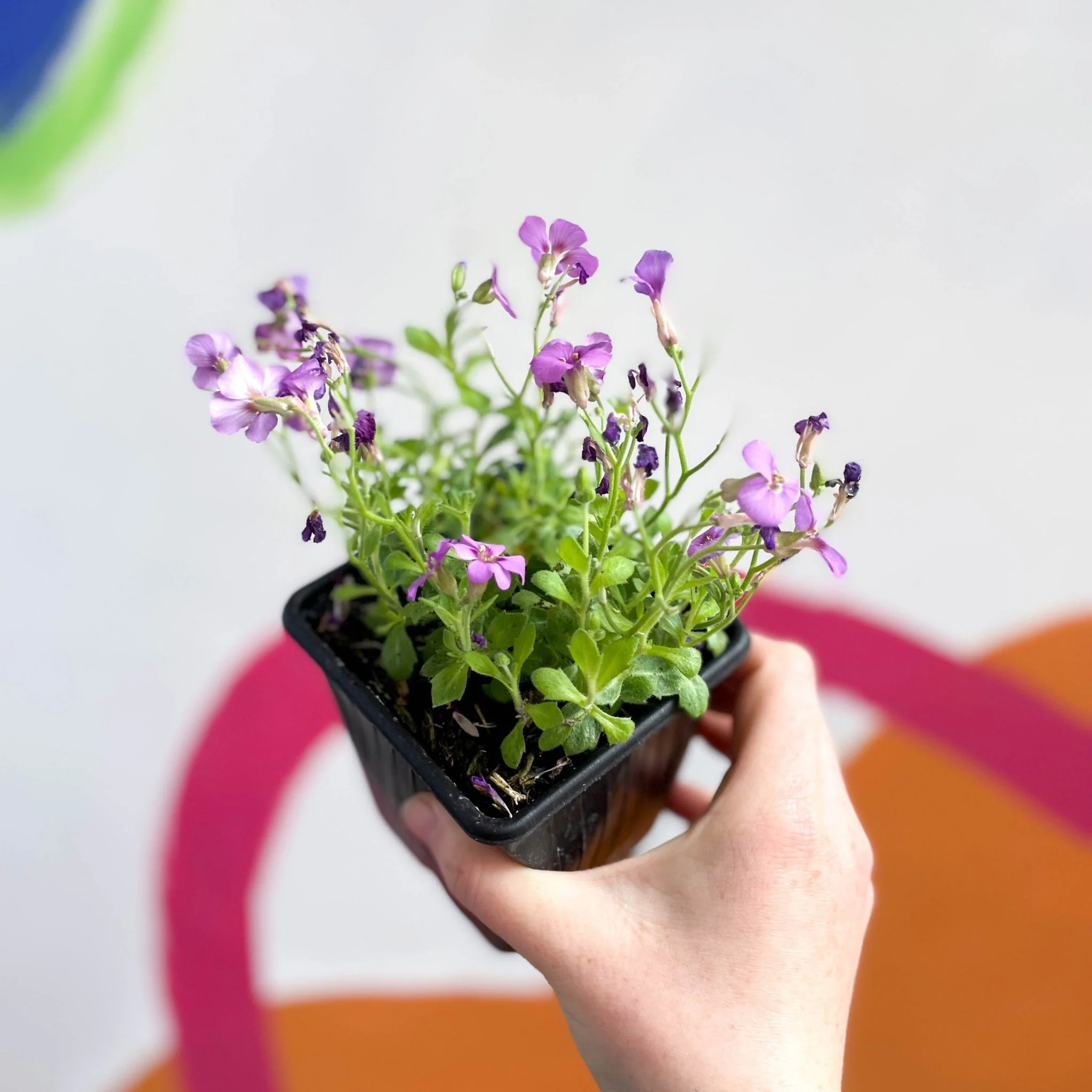 Rock Cress - Aubrieta hybrida 'Axcent Antique Rose' - British Grown Evergreen Perennial Alpine - Image 3
