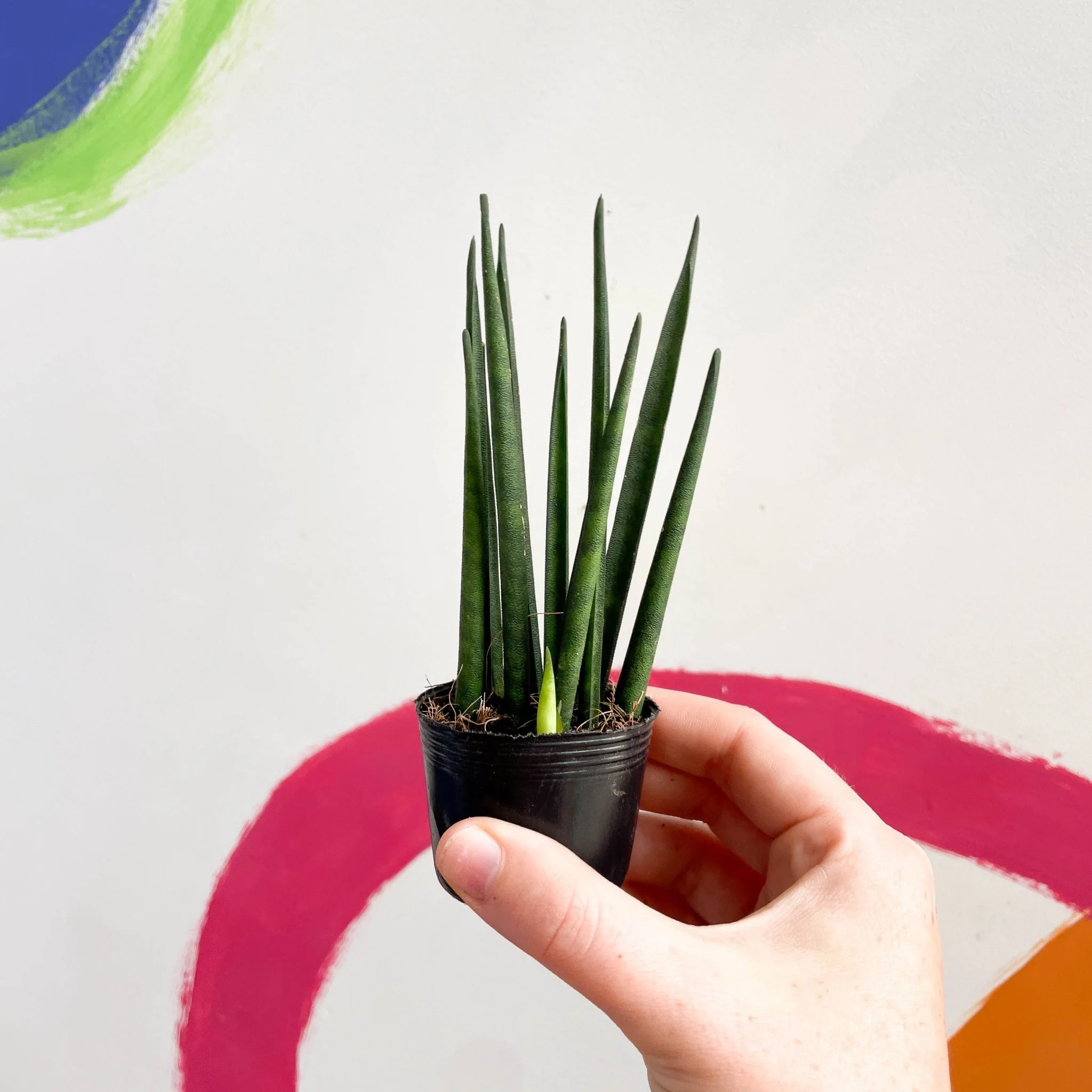 Rocket Snake Plant - Sansevieria cylindrica